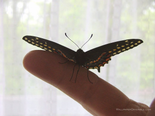 Бабочка на пальце скачать