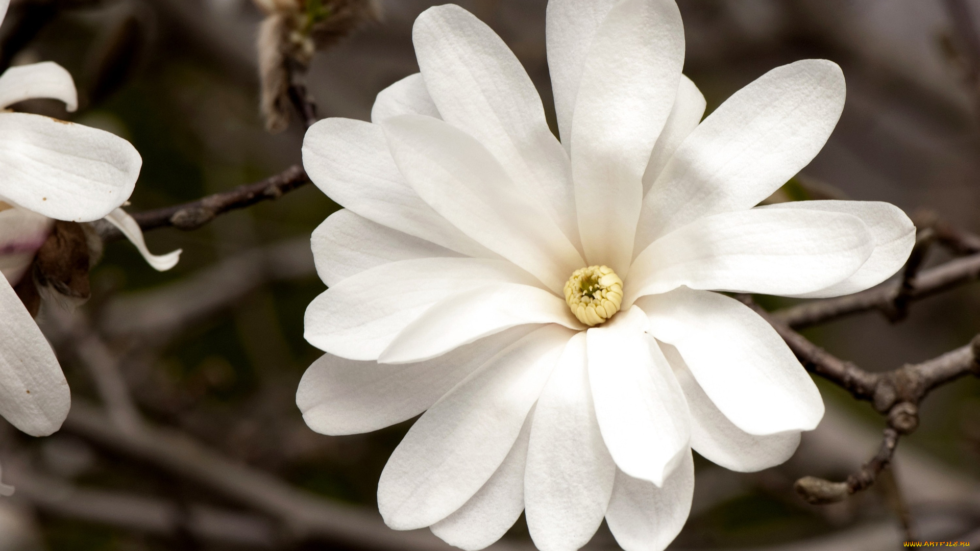 цветы белые ветка магнолии бесплатно