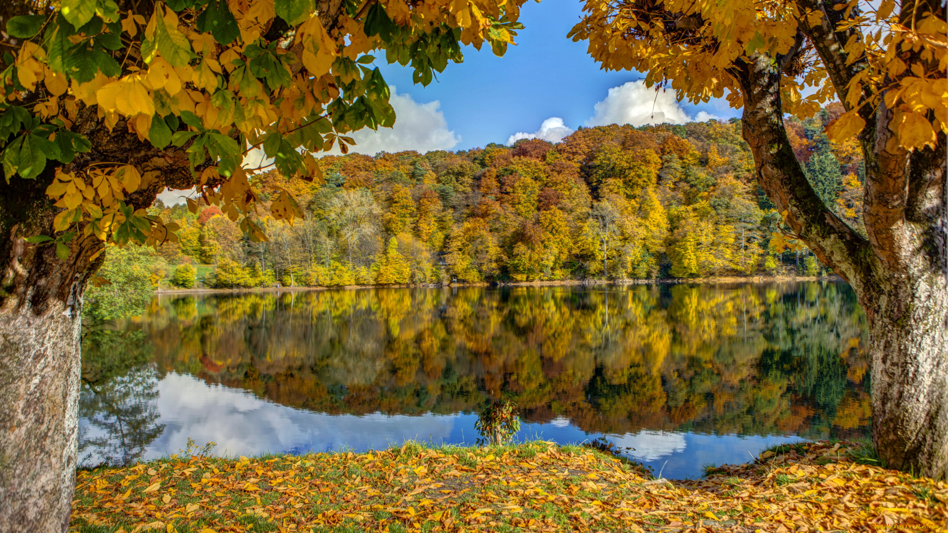 германия, ульмен, природа, реки, озера, река, осень, лес