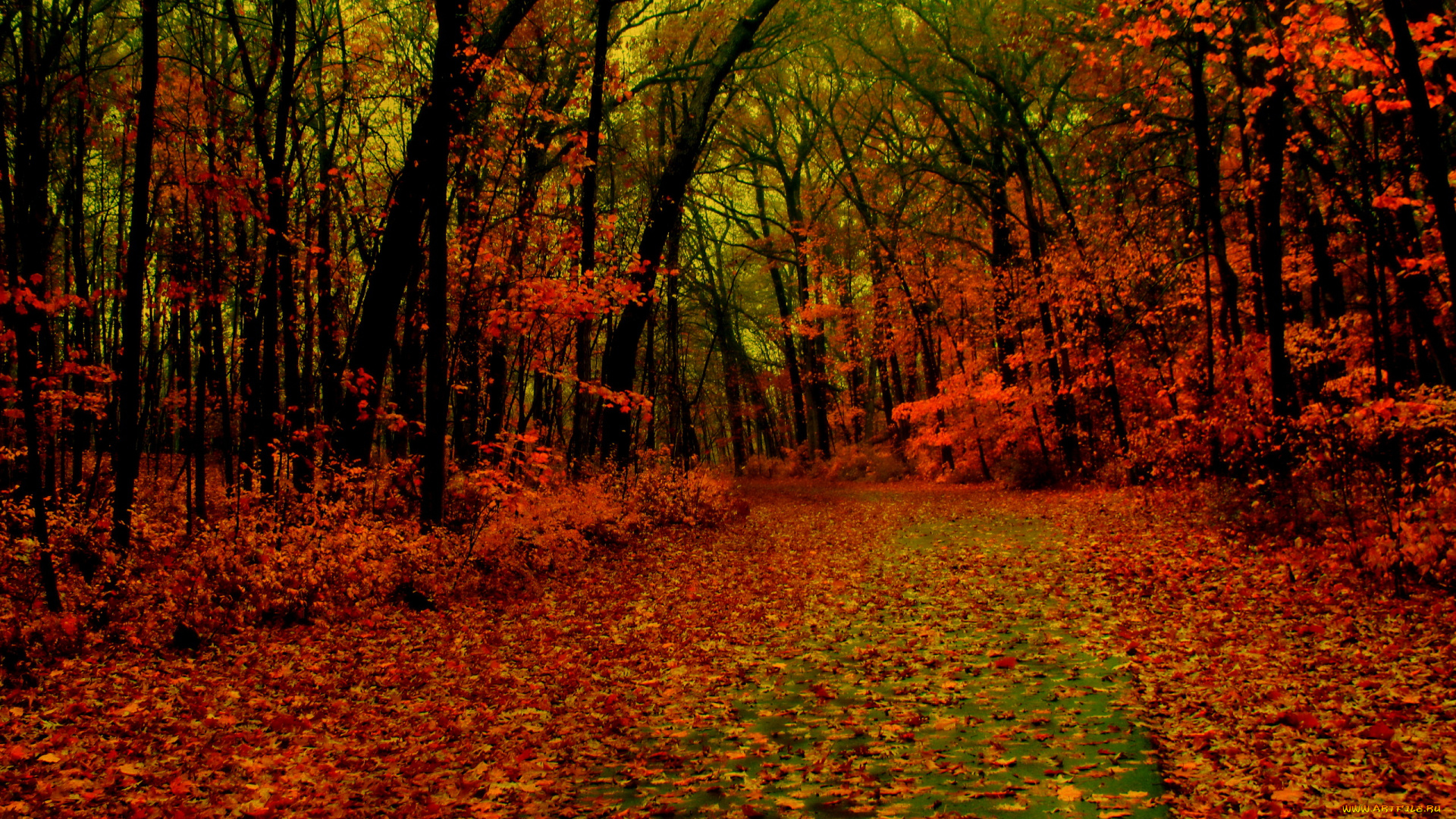 природа, дороги, листва, тропинка, осень, лес