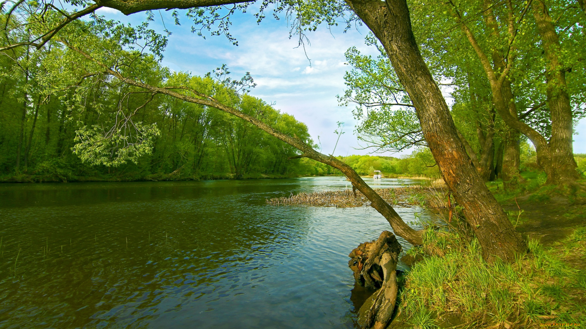 природа, реки, озера, дерево, вода