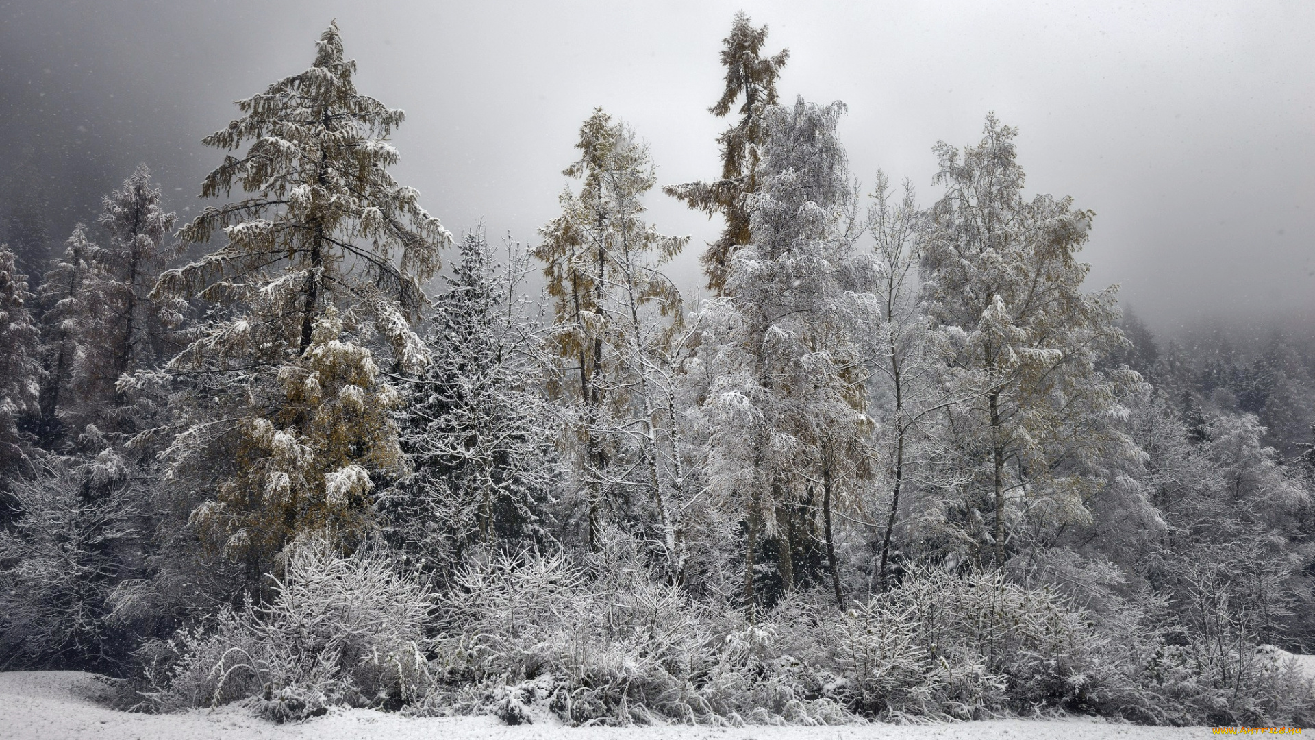 природа, зима, кустарник, иней, деревья, лес, снег