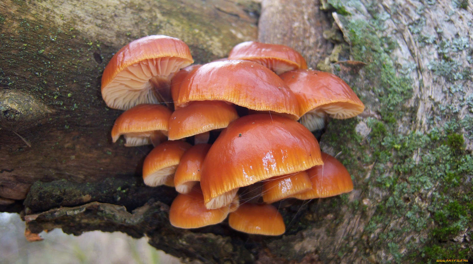 природа, грибы, зимний, гриб