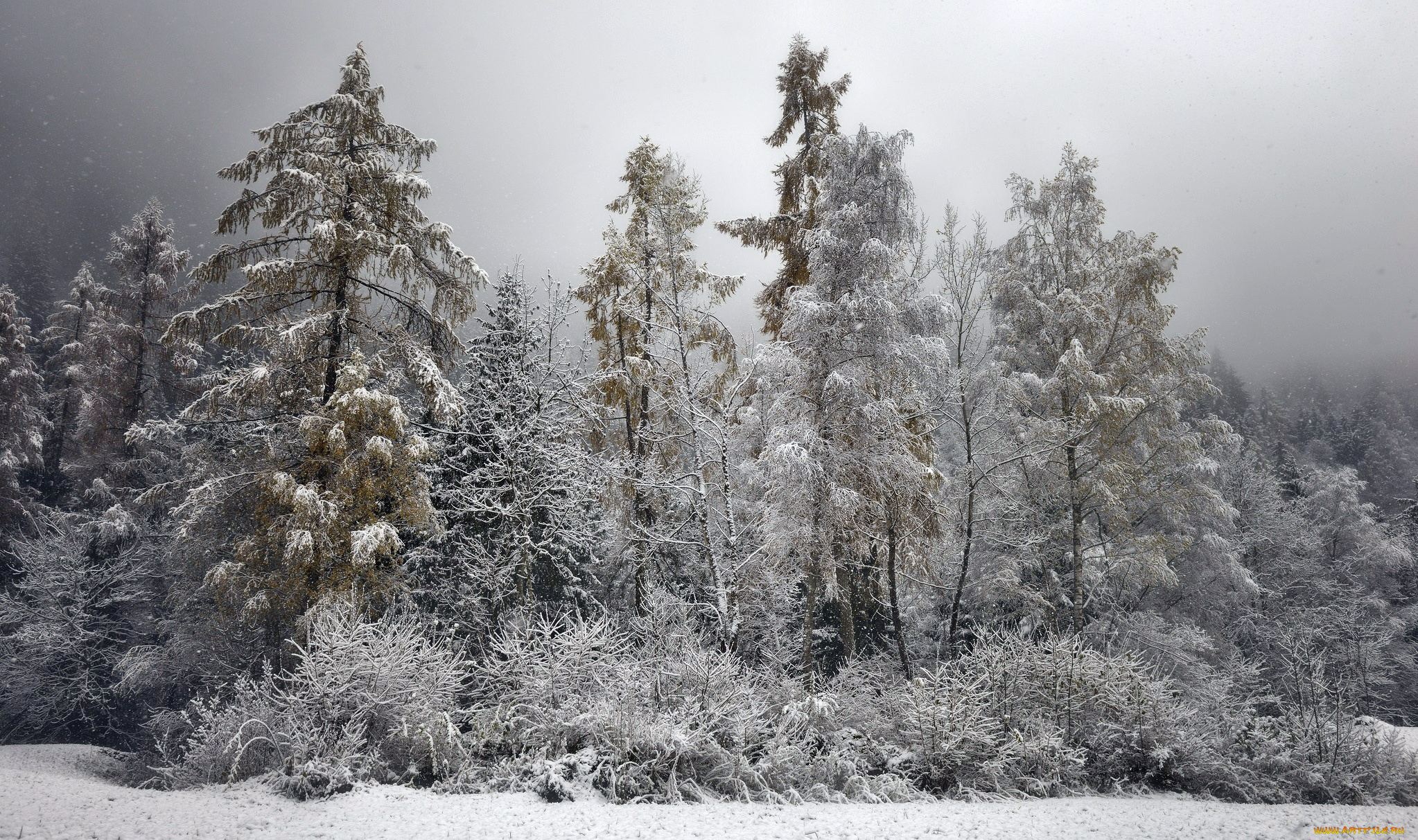 природа, зима, кустарник, иней, деревья, лес, снег
