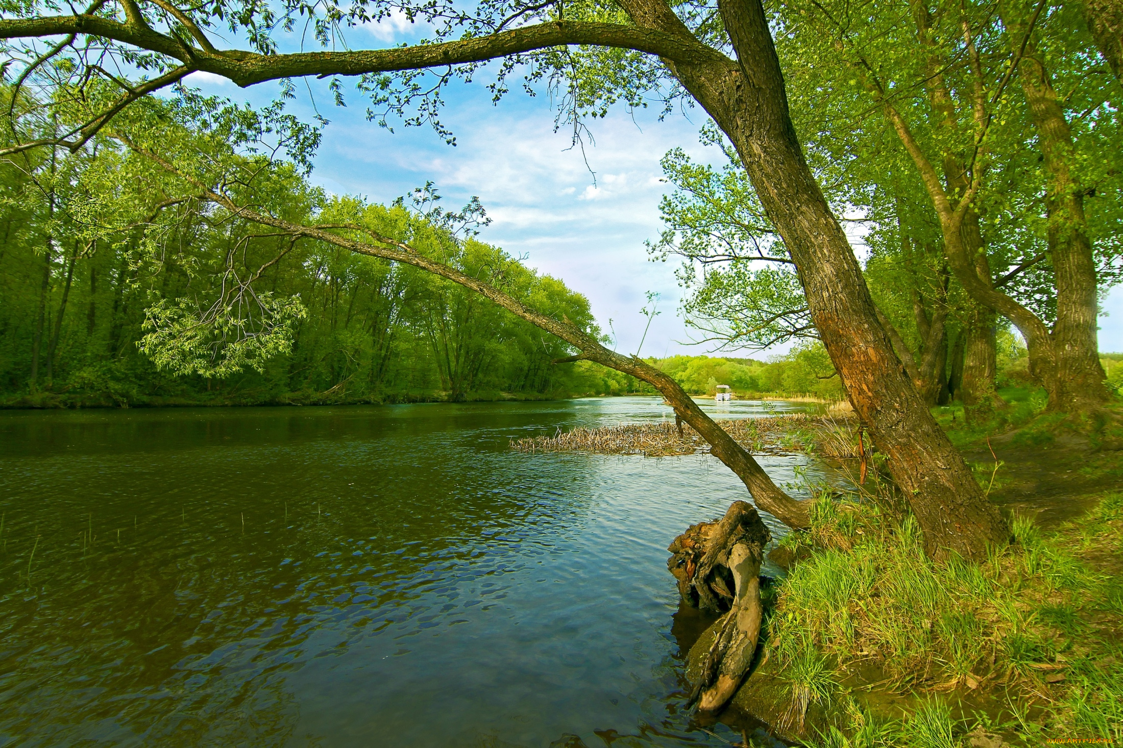 природа, реки, озера, дерево, вода