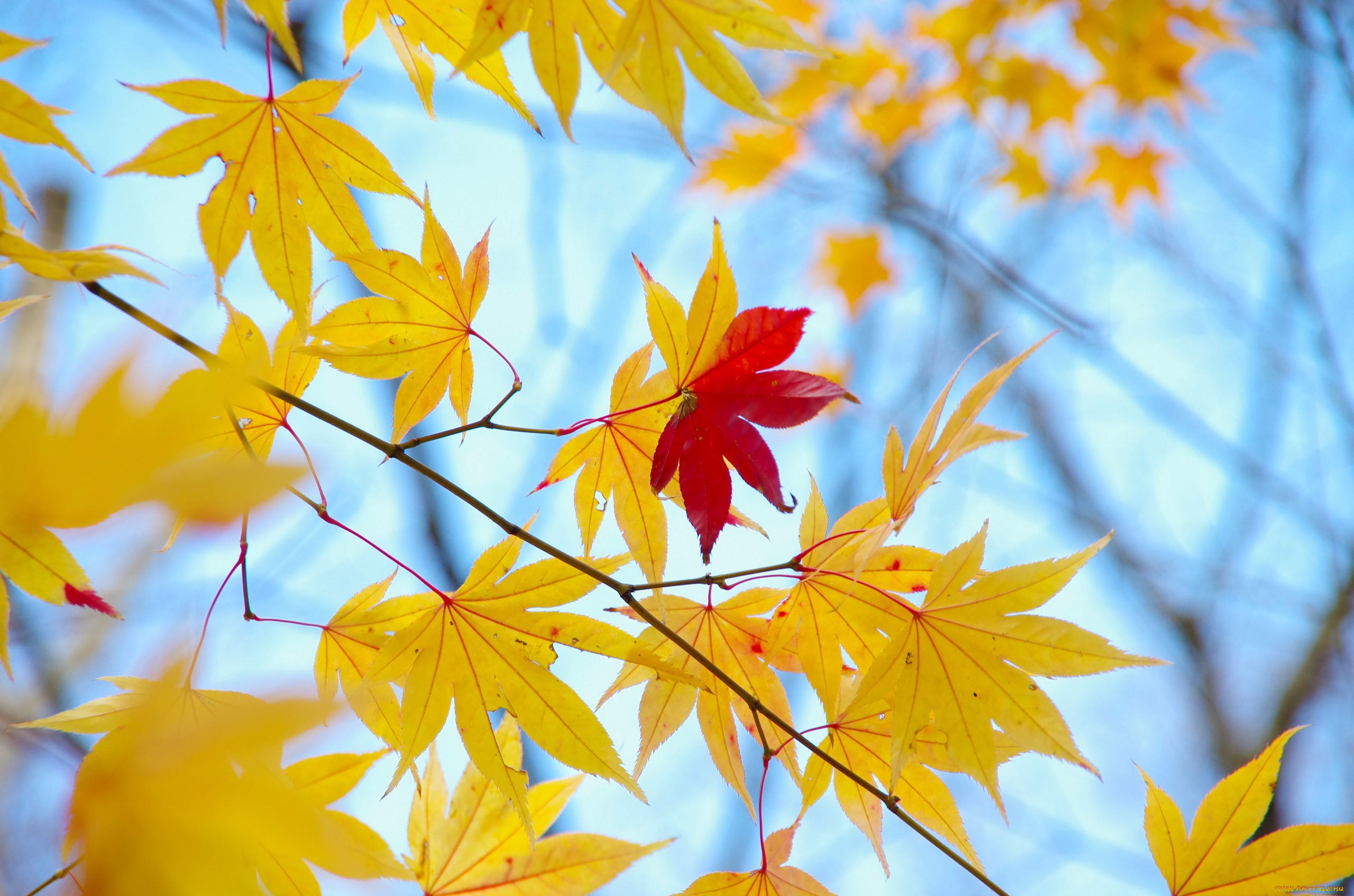 природа, листья, осень, желтые