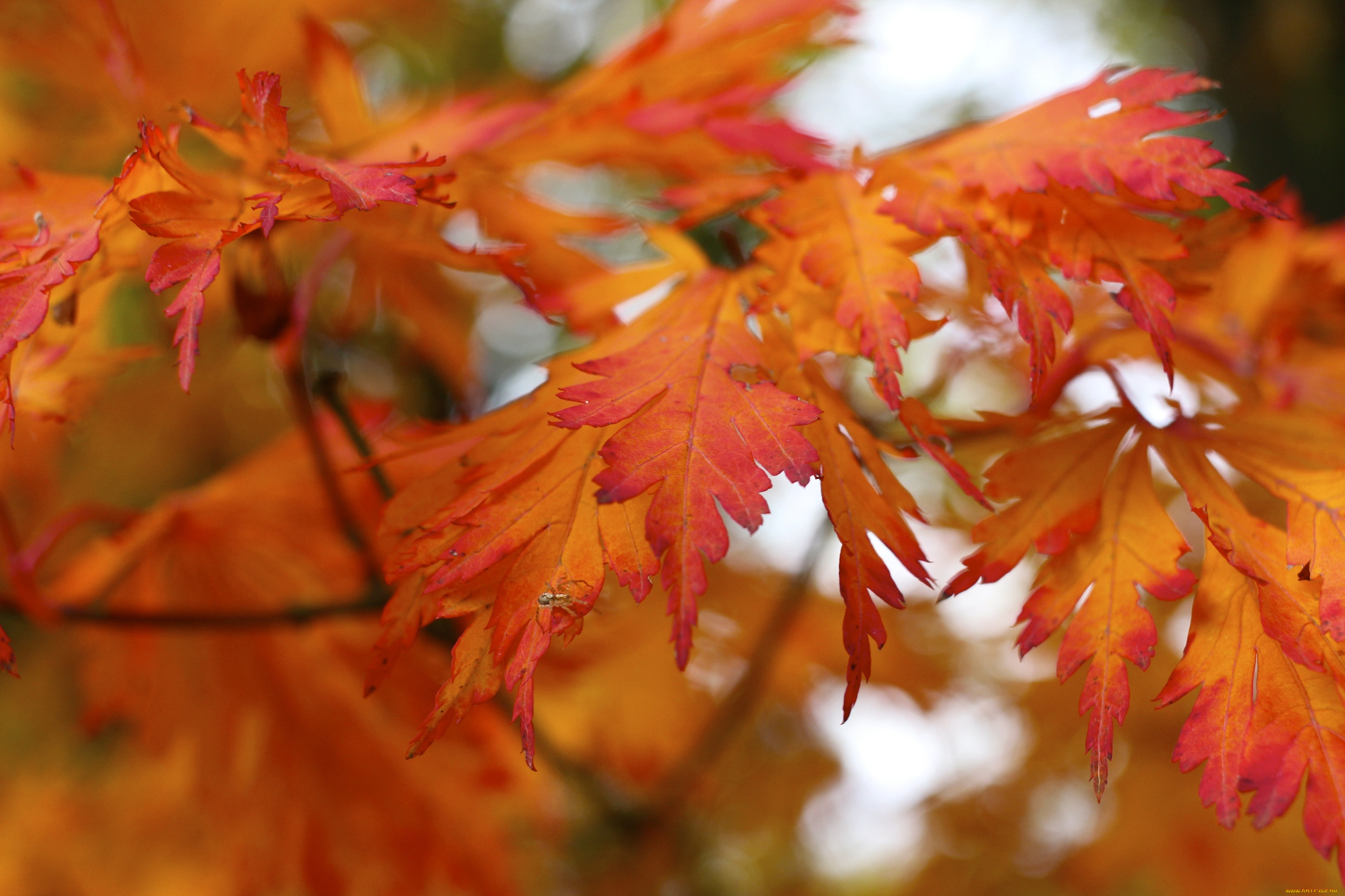 природа, листья, осень, красные, паучок