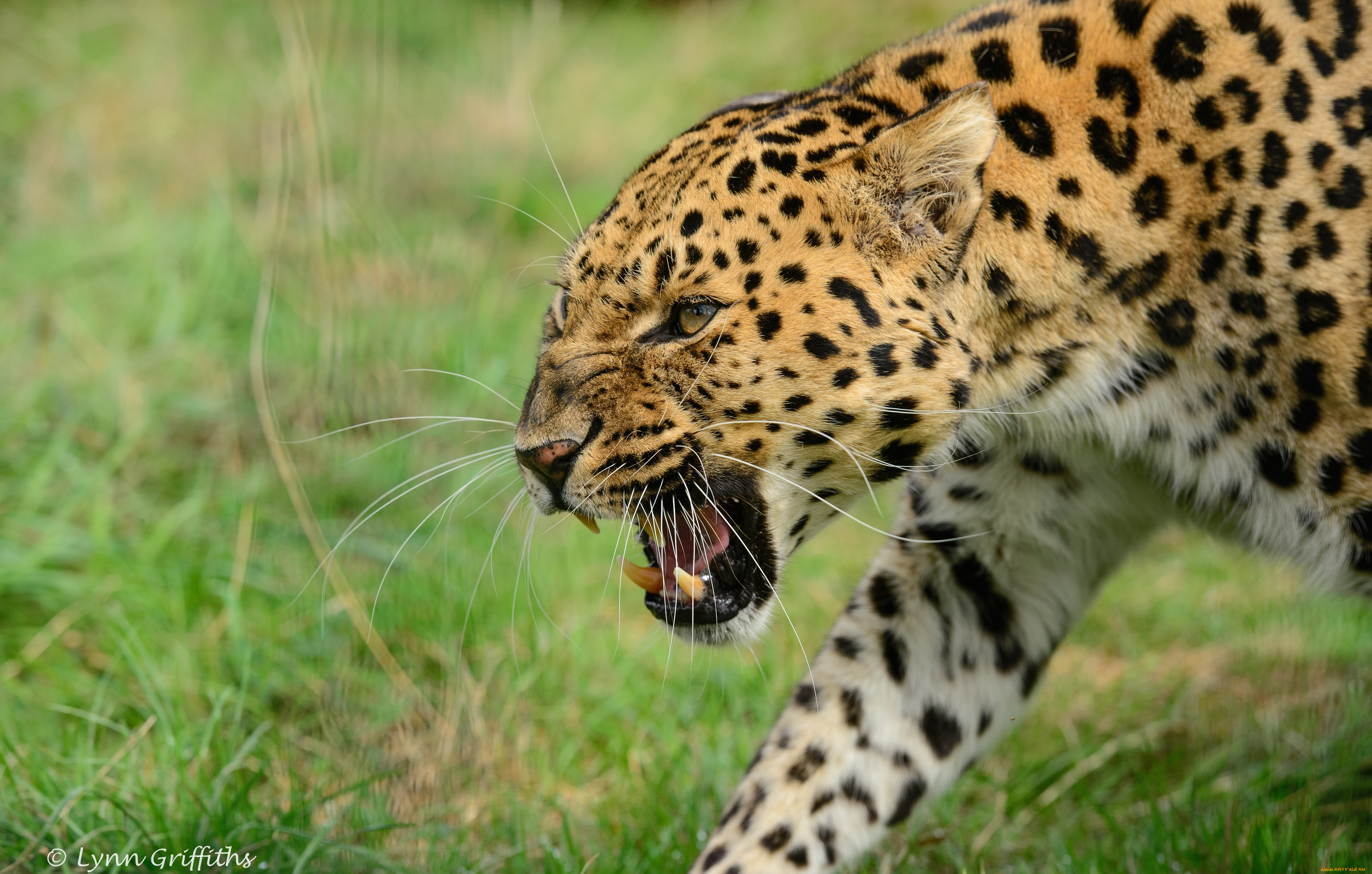 животные, леопарды, сердитый, клыки, пасть, угроза, злость, ярость, оскал, морда, амурский, кошка