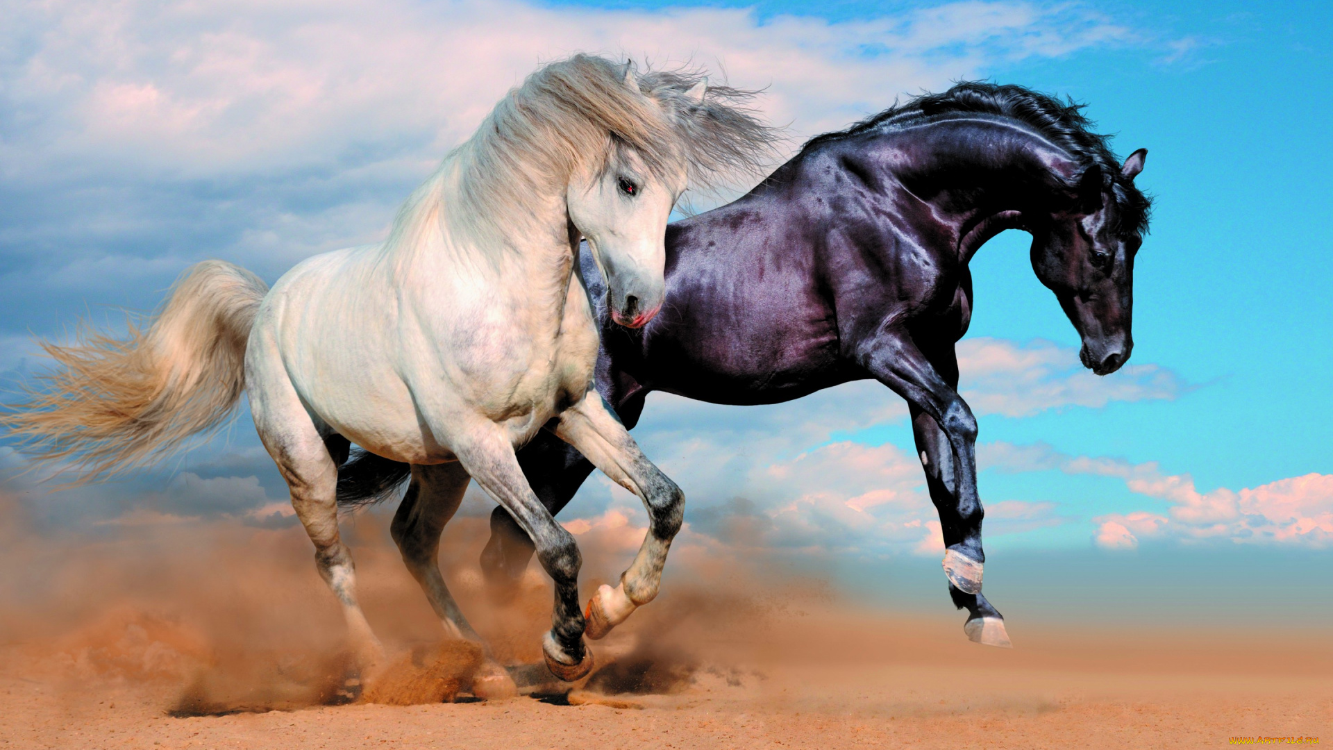 животные, лошади, пыль, кони, облака, двое, два, песок, пара, небо
