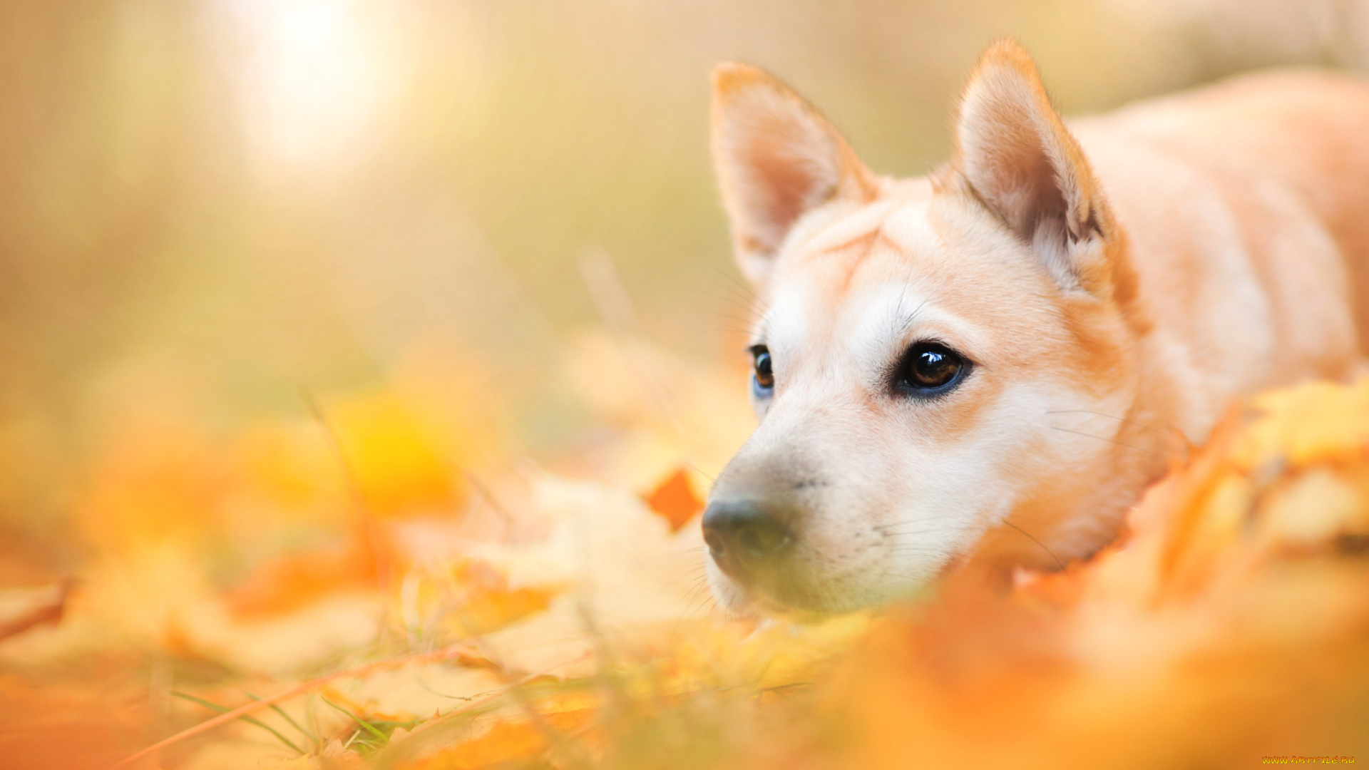 животные, собаки, собака, животное, природа, морда, пёс, листья, осень