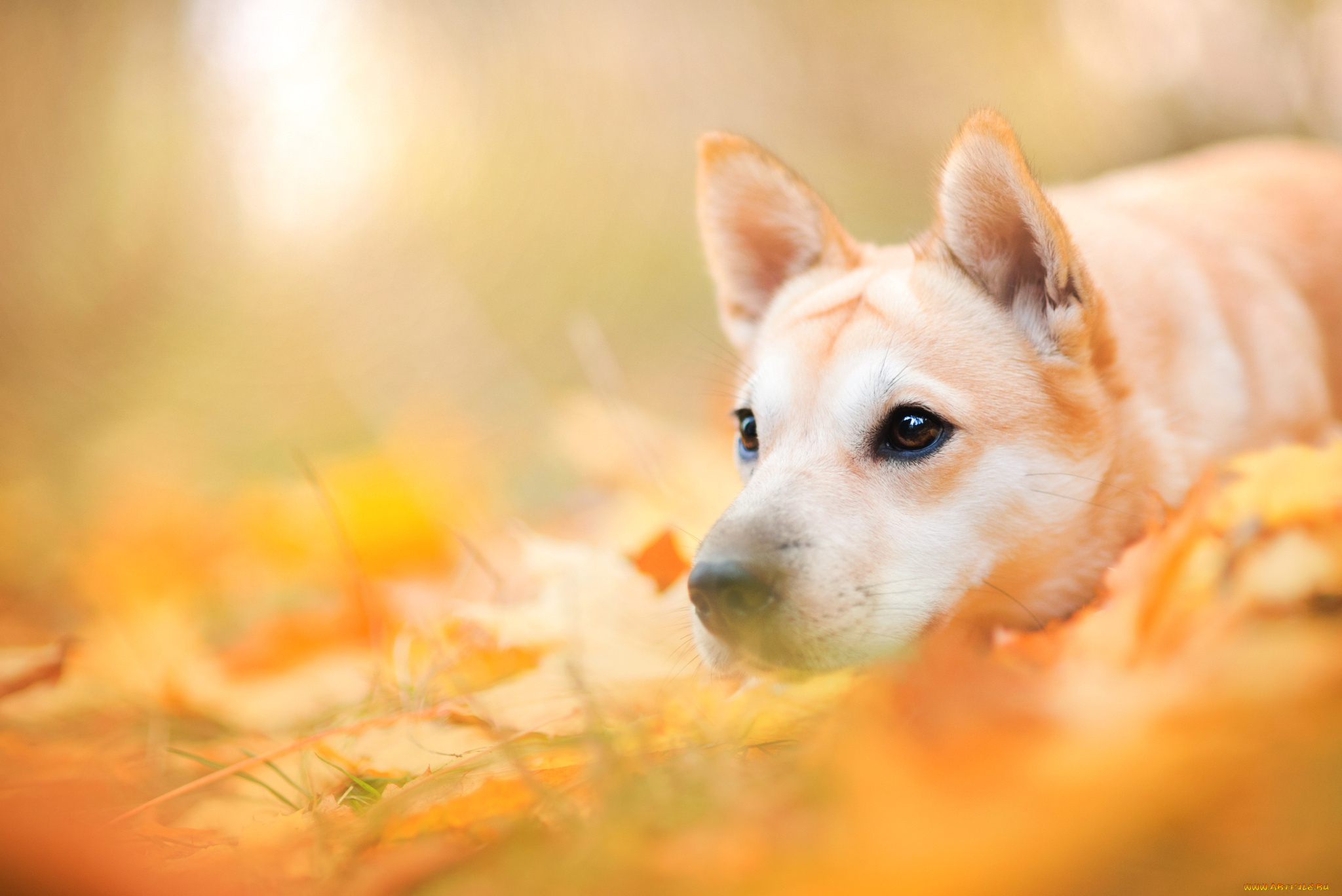 животные, собаки, собака, животное, природа, морда, пёс, листья, осень