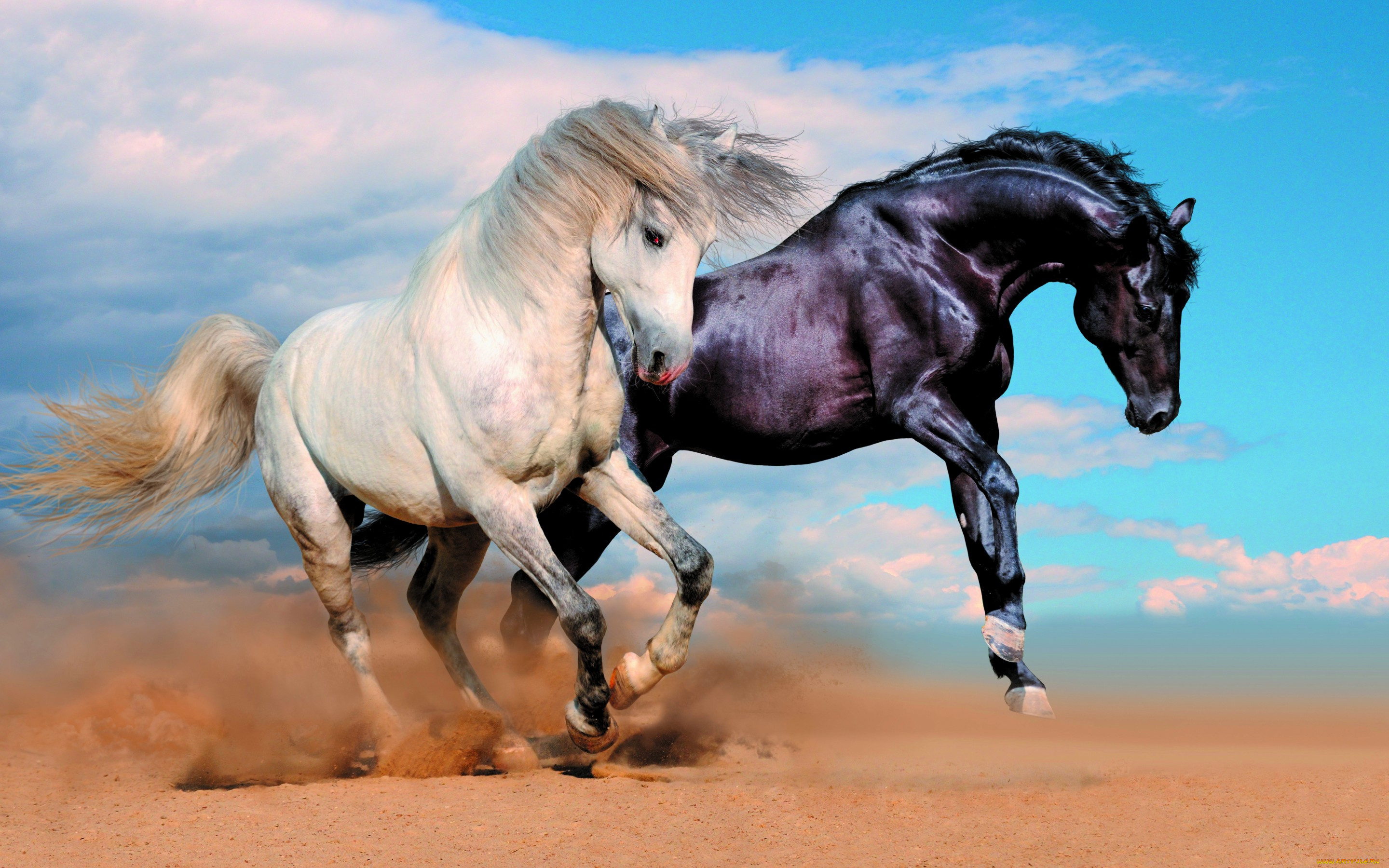 животные, лошади, пыль, кони, облака, двое, два, песок, пара, небо