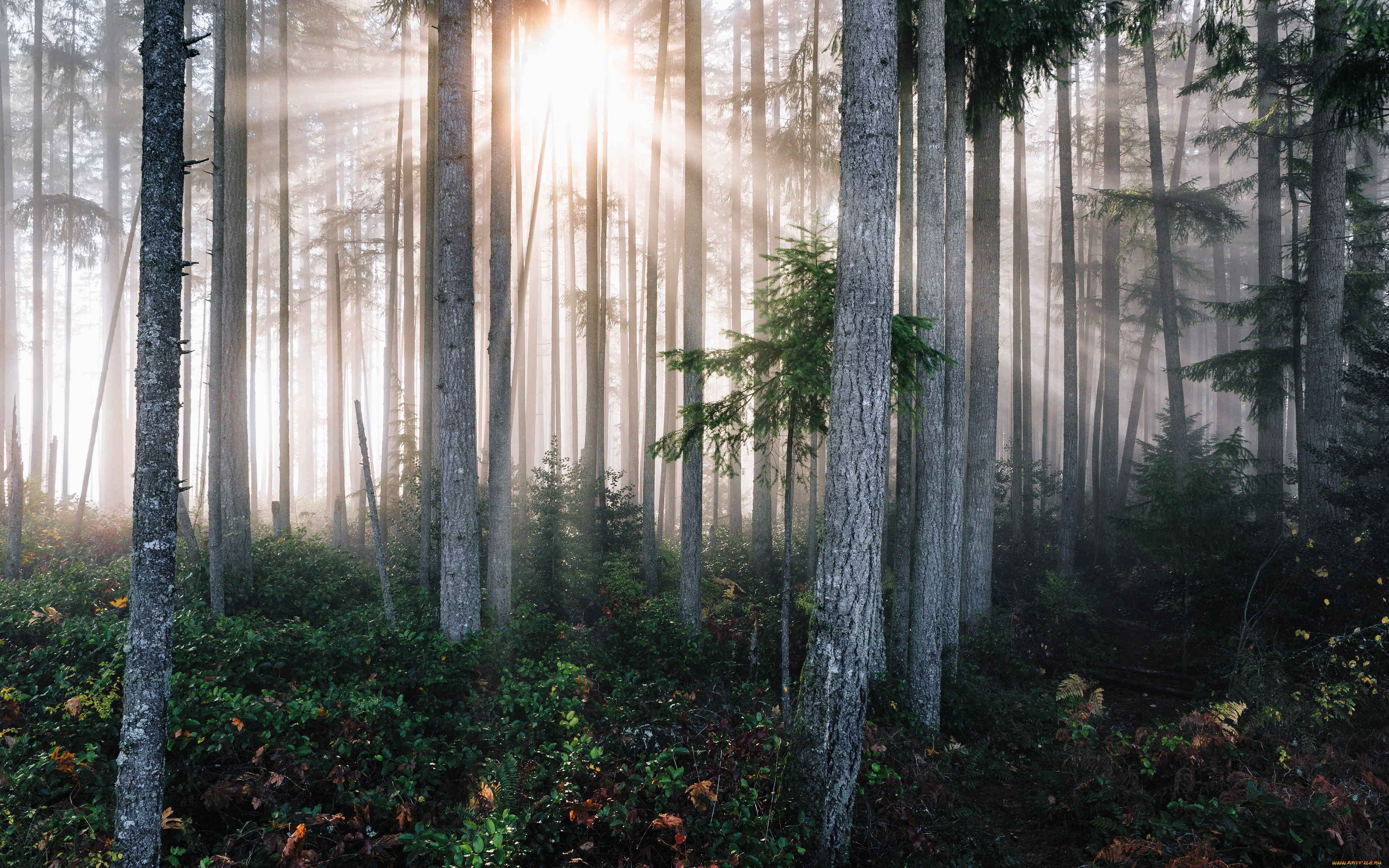 природа, восходы, закаты, утро, туман, лес