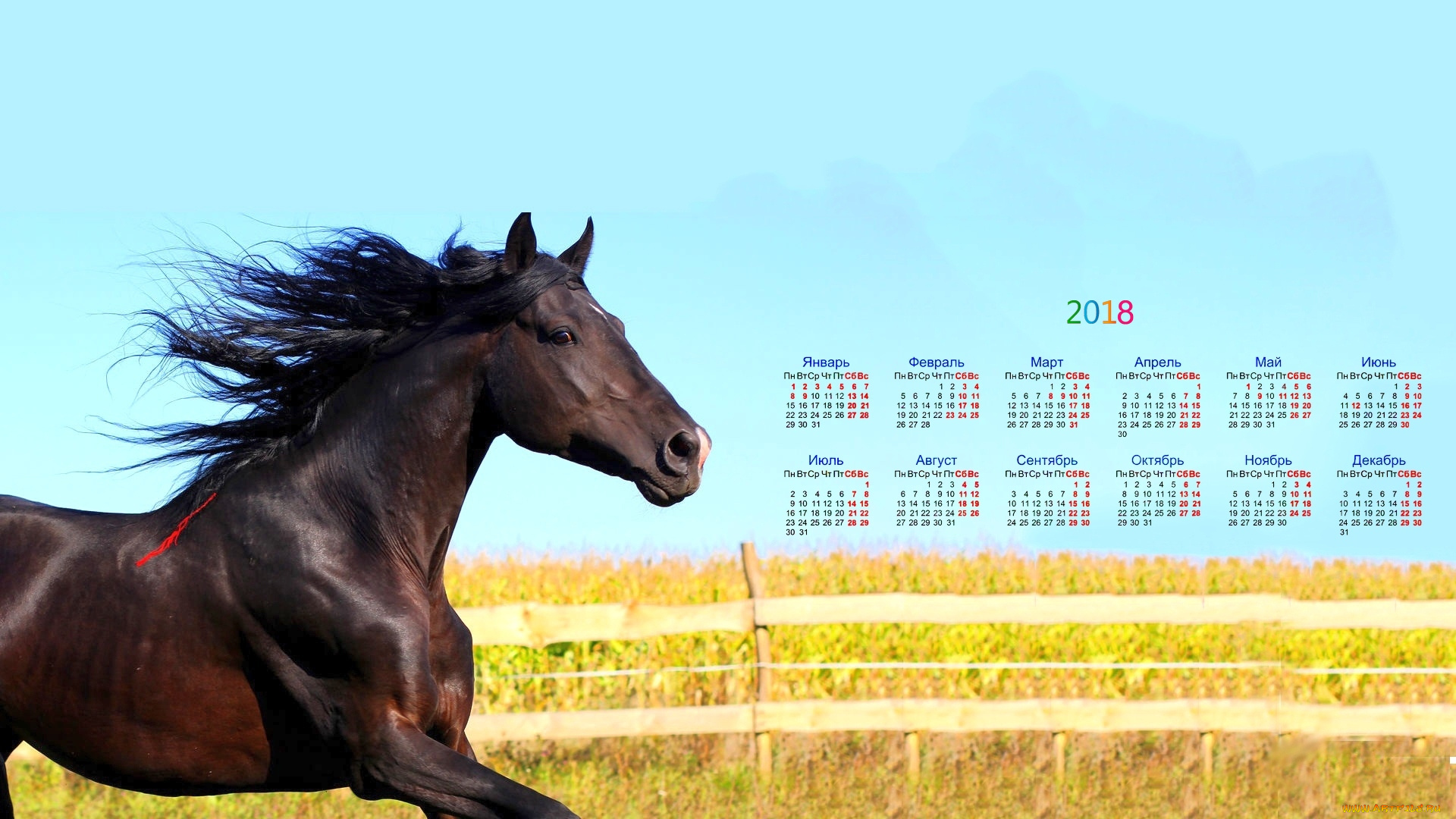 Animal 2018. Лошадь бежит. Календарь лошадь. Календарь с животными. Фото животных для календаря.