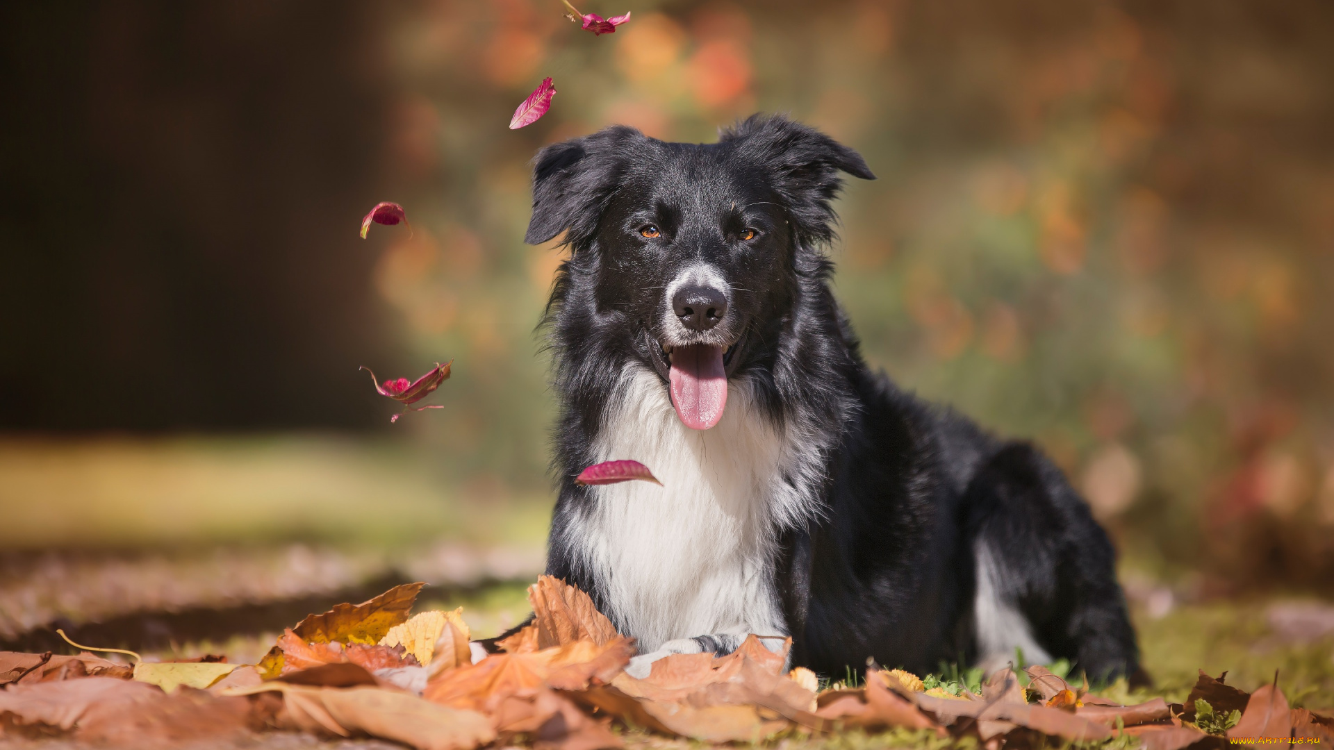 животные, собаки, собака, взгляд, боке, бордер-колли, язык, осень, листья