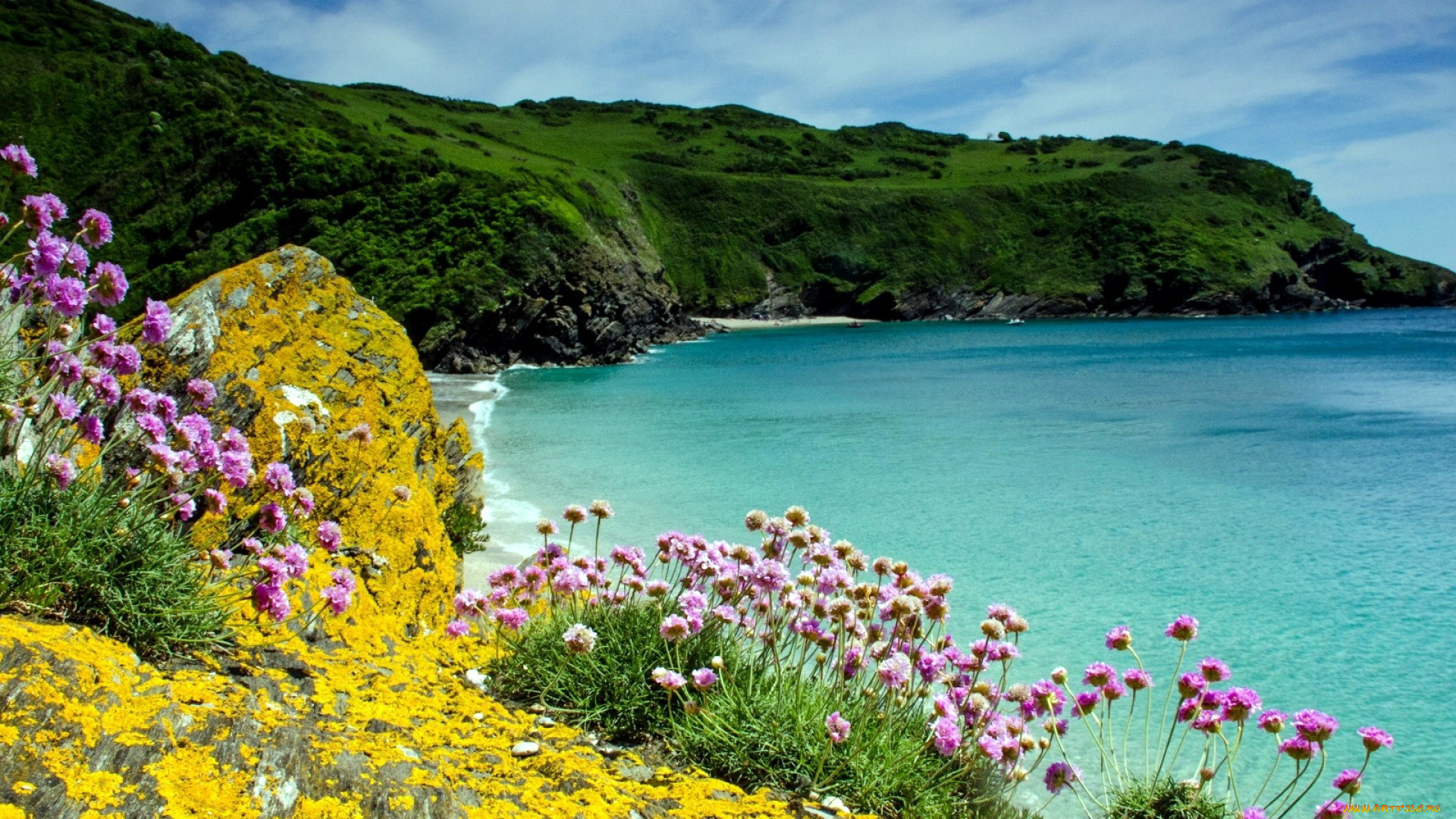 природа, побережье, цветы