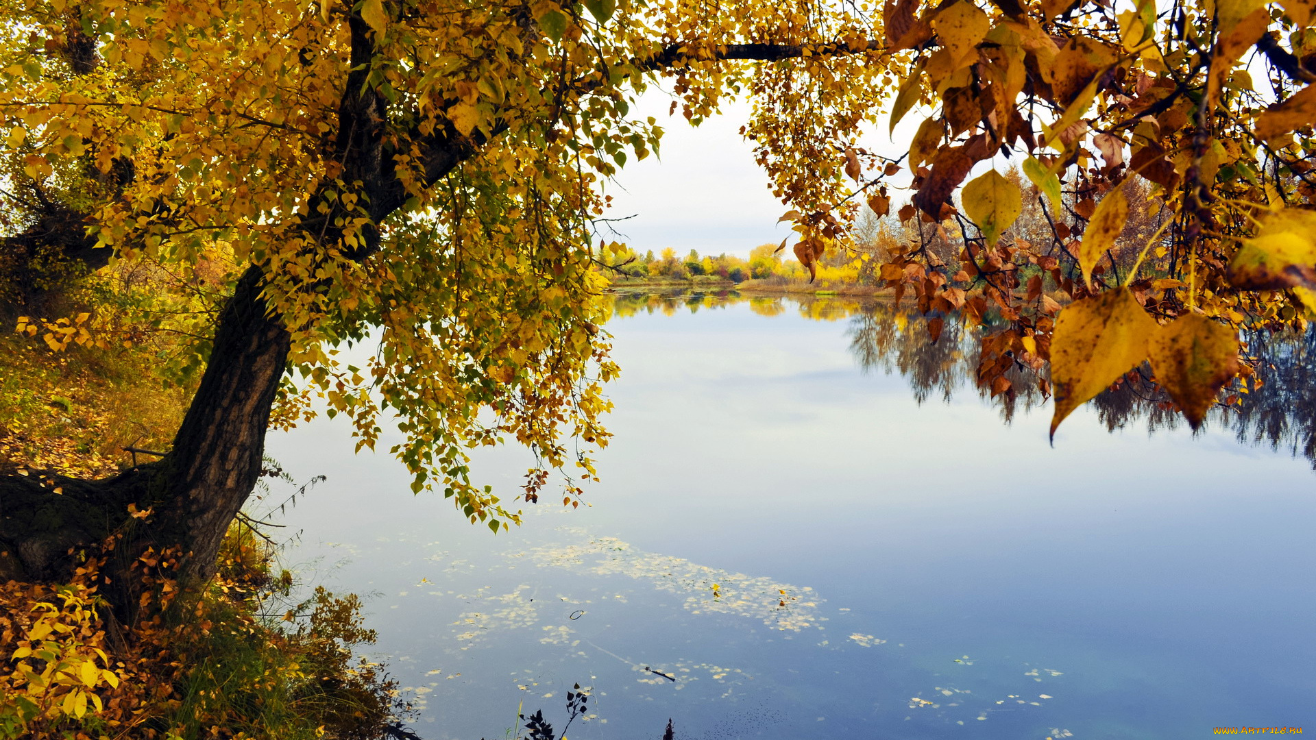 природа, реки, озера, осень, река