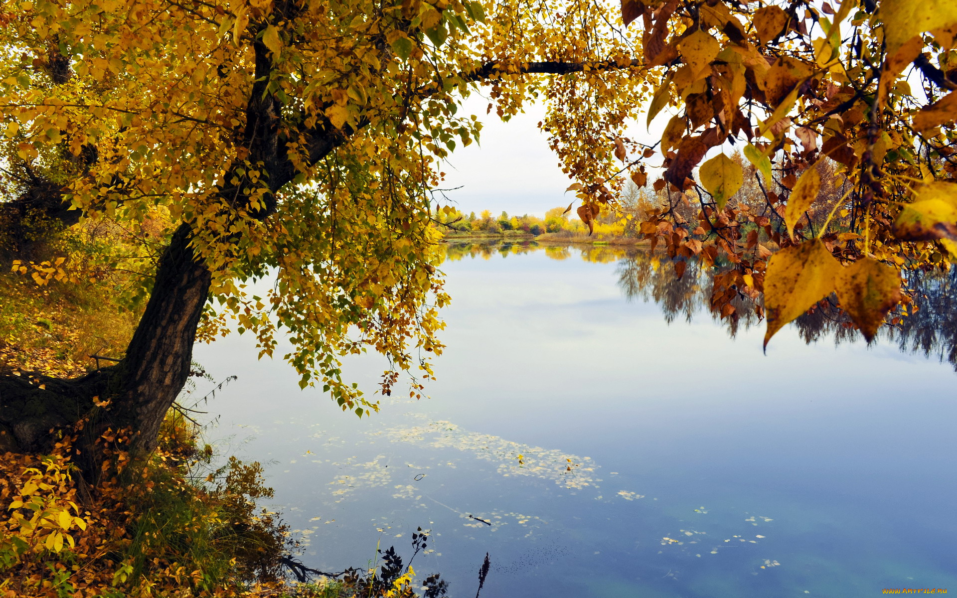 природа, реки, озера, осень, река