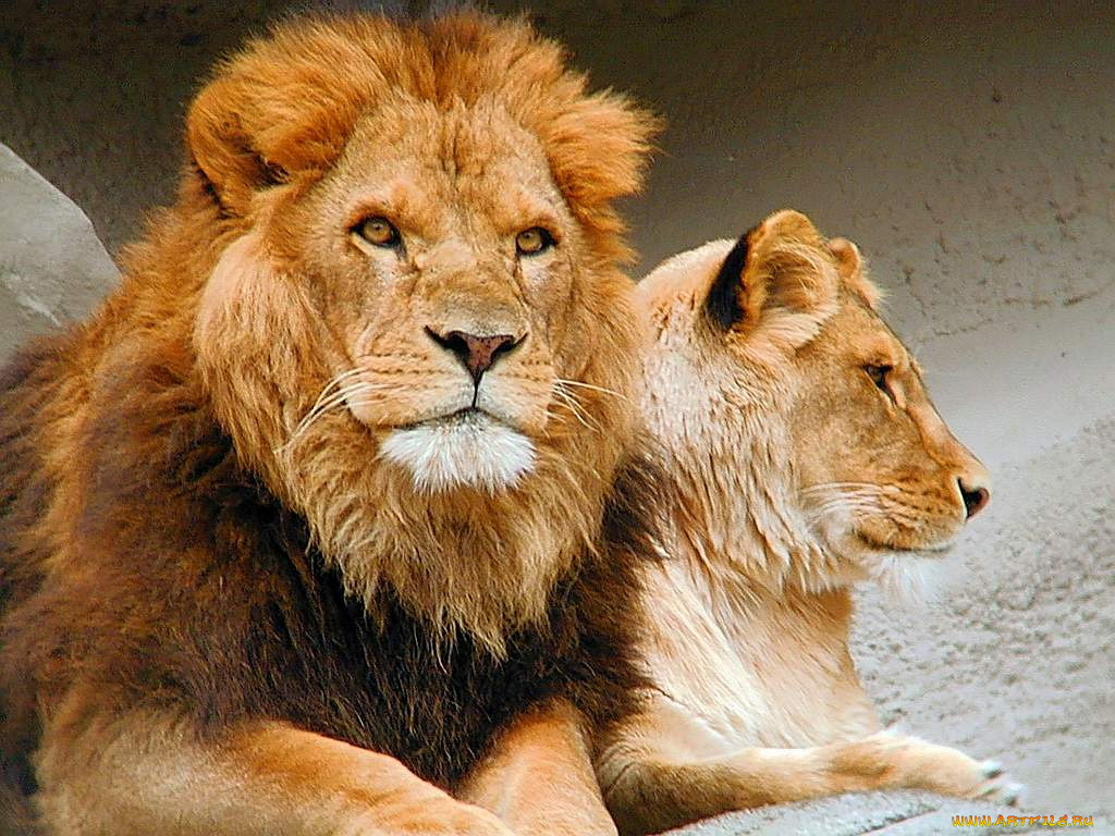 львы, животные