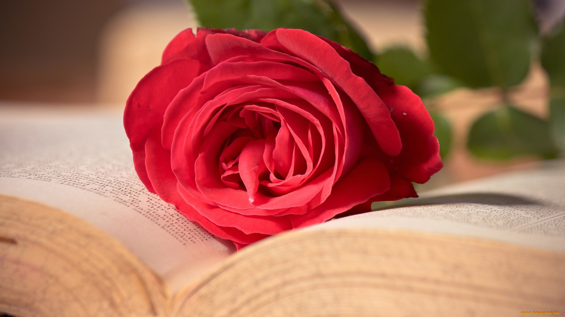 цветы, розы, книга, роза