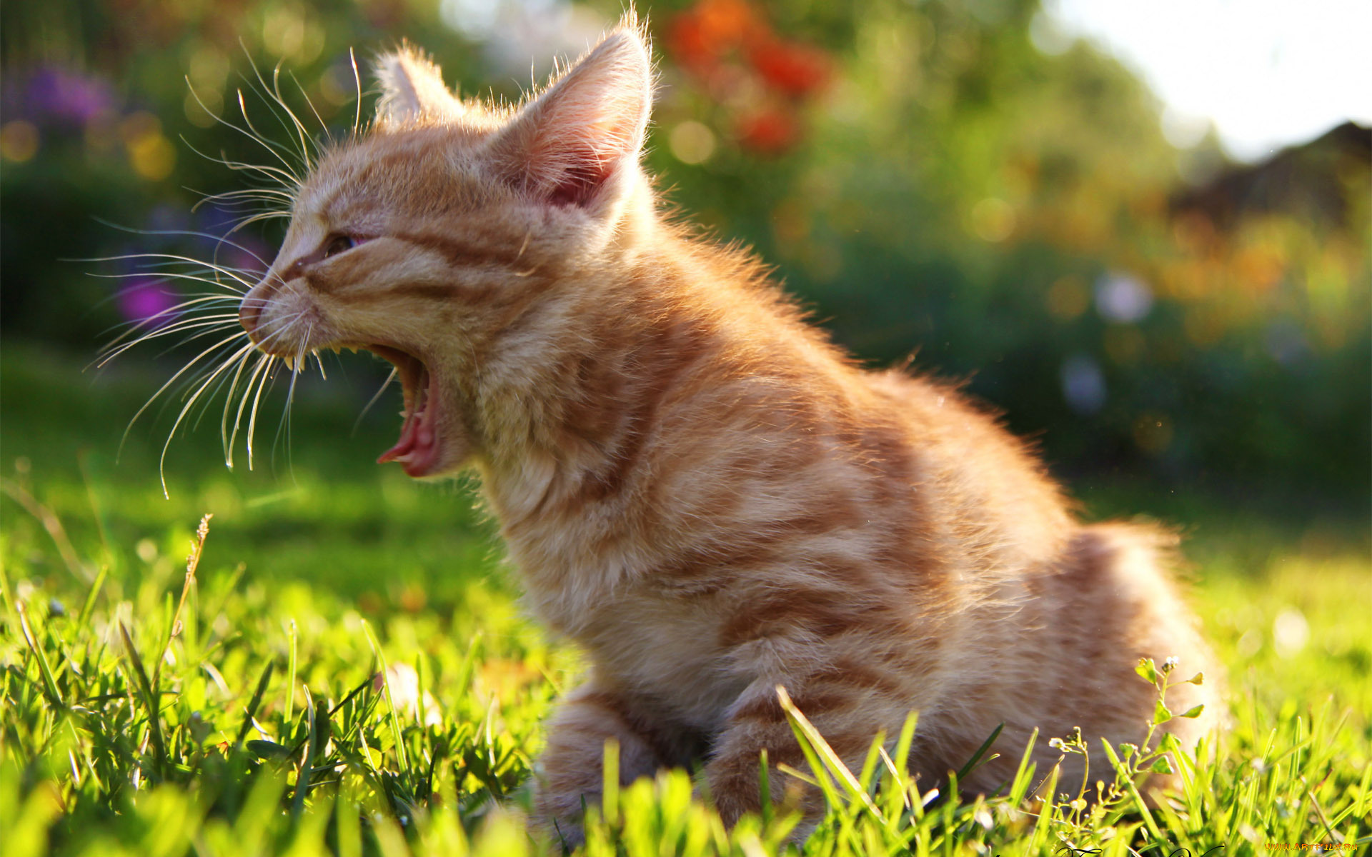 Рыжий кот на траве скачать