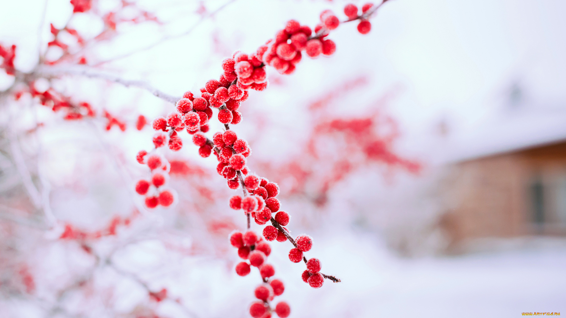 природа, Ягоды, красные, ягоды, снег, зима, дерево, ветка