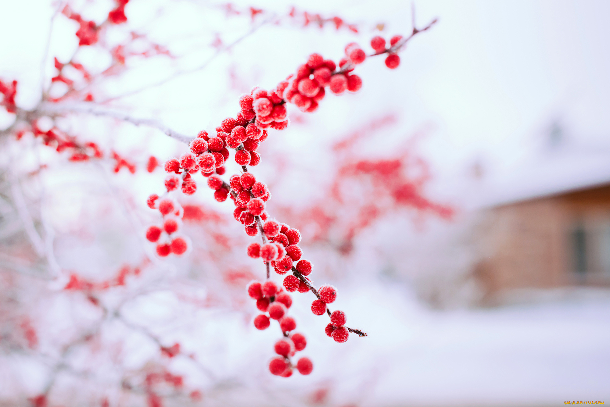 природа, Ягоды, красные, ягоды, снег, зима, дерево, ветка