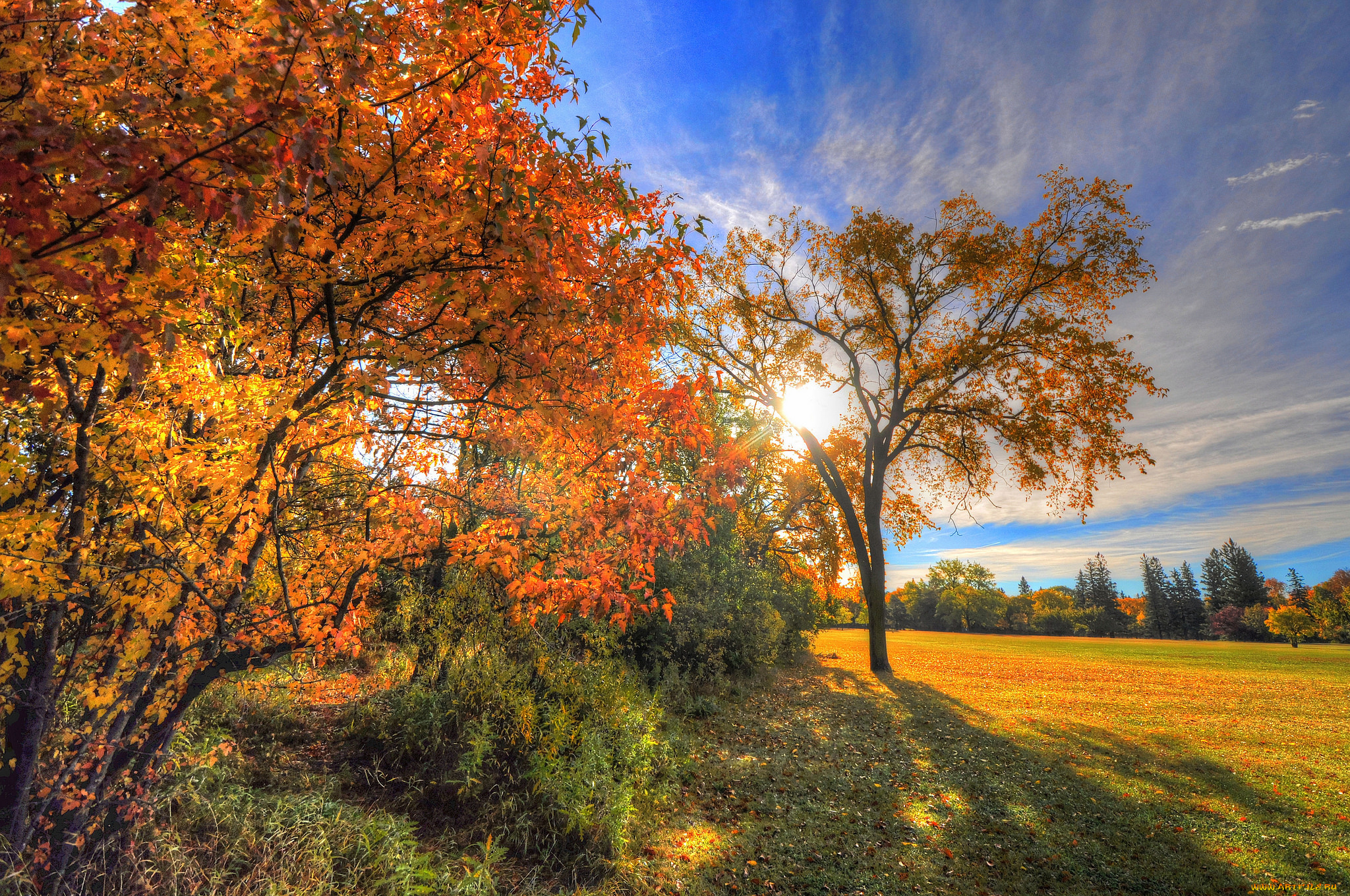природа осень деревья листья поле nature autumn trees leaves field скачать