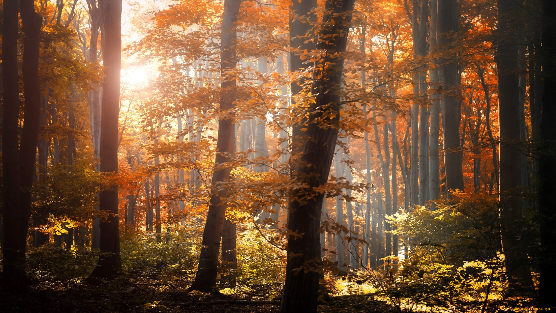 природа, лес, осень