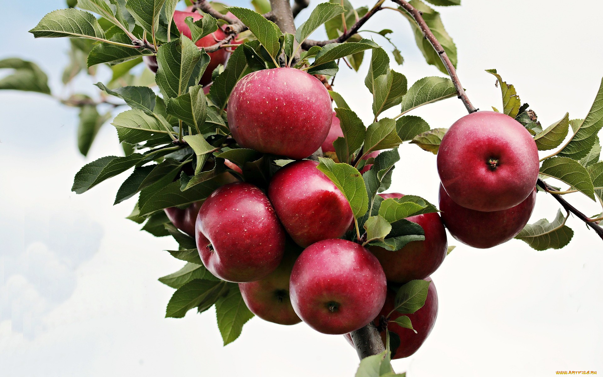 природа, плоды, дерево, Яблоки, осень