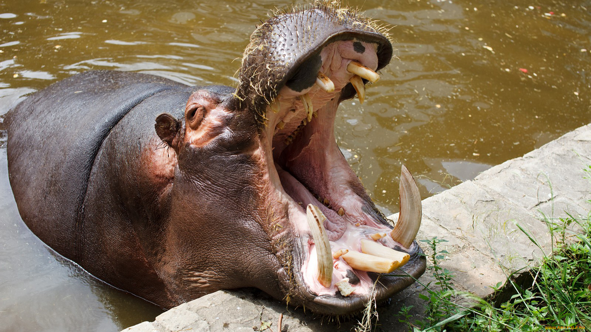 бегемот, животные, бегемоты, hippopotamus, млекопитающие, китопарнокопытные, бегемотовые, клыки, пасть, вода