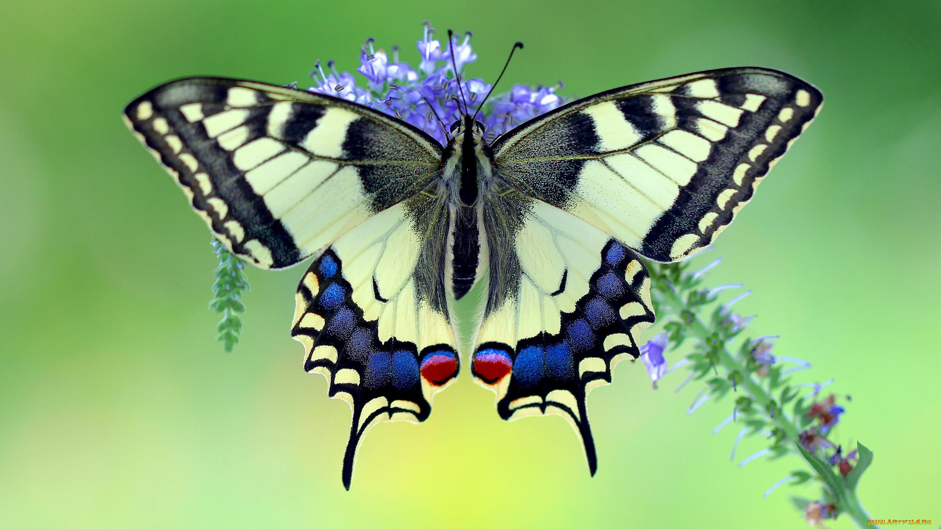 makhaon, животные, бабочки, , мотыльки, , моли, бабочка, махаон, чешуекрылые, парусники, хвостоносцы, махаоны, насекомые