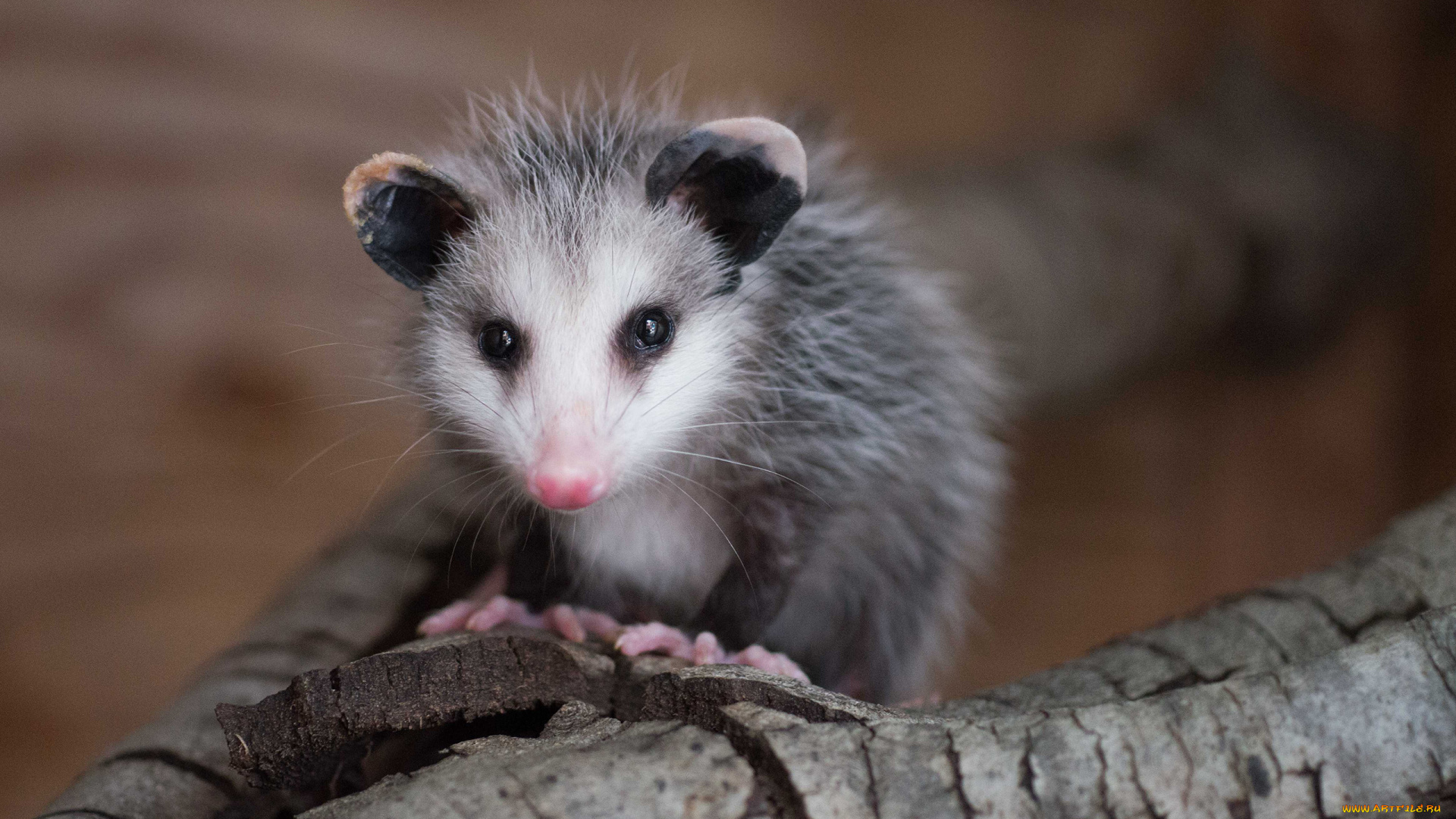 opossum, животные, опоссумы, опоссум, опоссумовые, зверёк, мех, хвостик, мордочка, млекопитающие