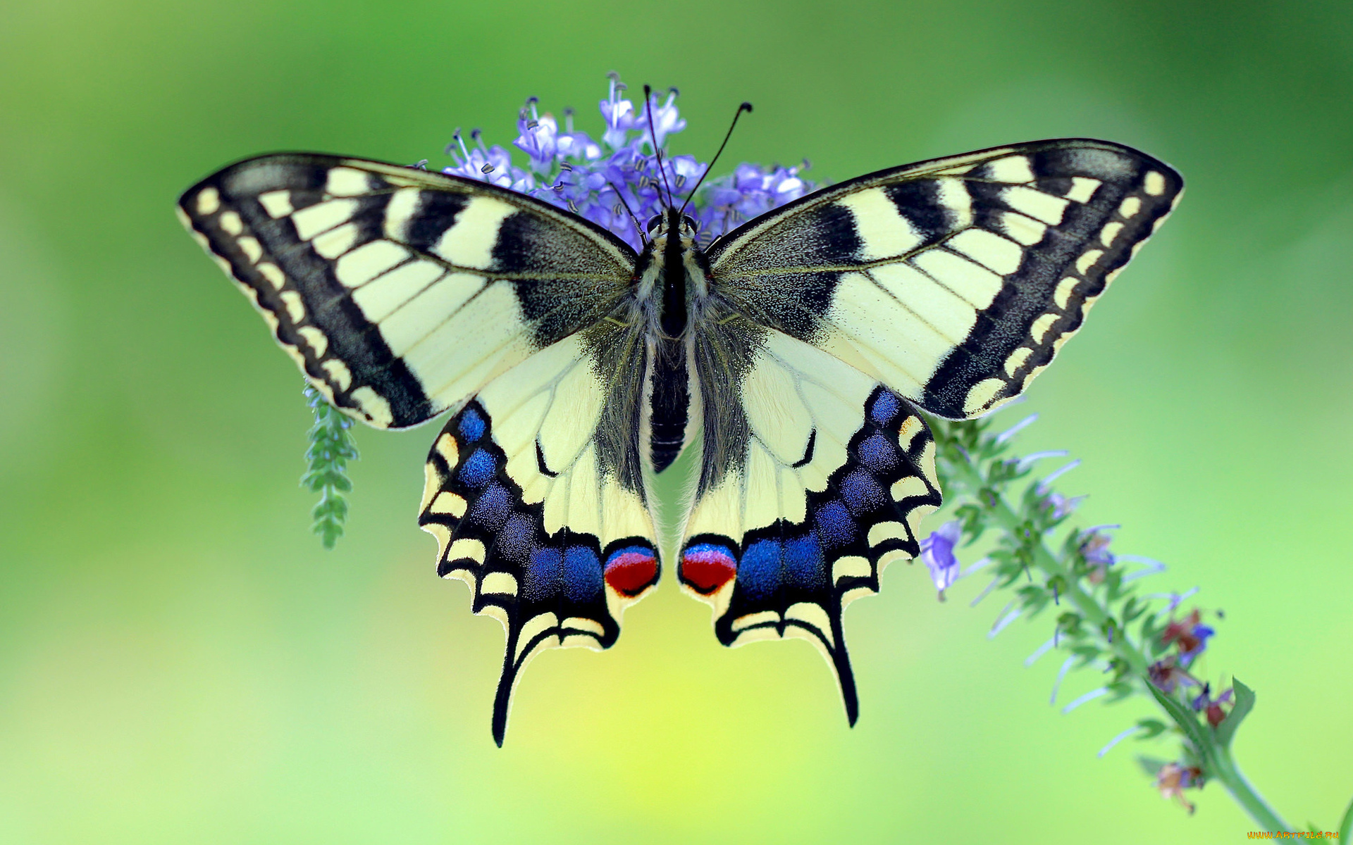 makhaon, животные, бабочки, , мотыльки, , моли, бабочка, махаон, чешуекрылые, парусники, хвостоносцы, махаоны, насекомые