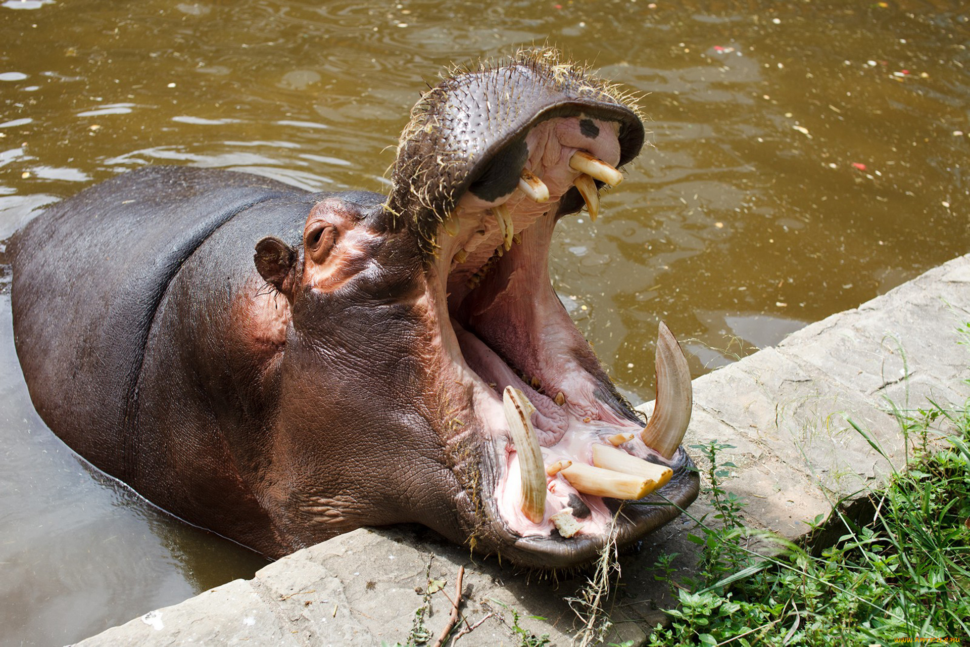 бегемот, животные, бегемоты, hippopotamus, млекопитающие, китопарнокопытные, бегемотовые, клыки, пасть, вода