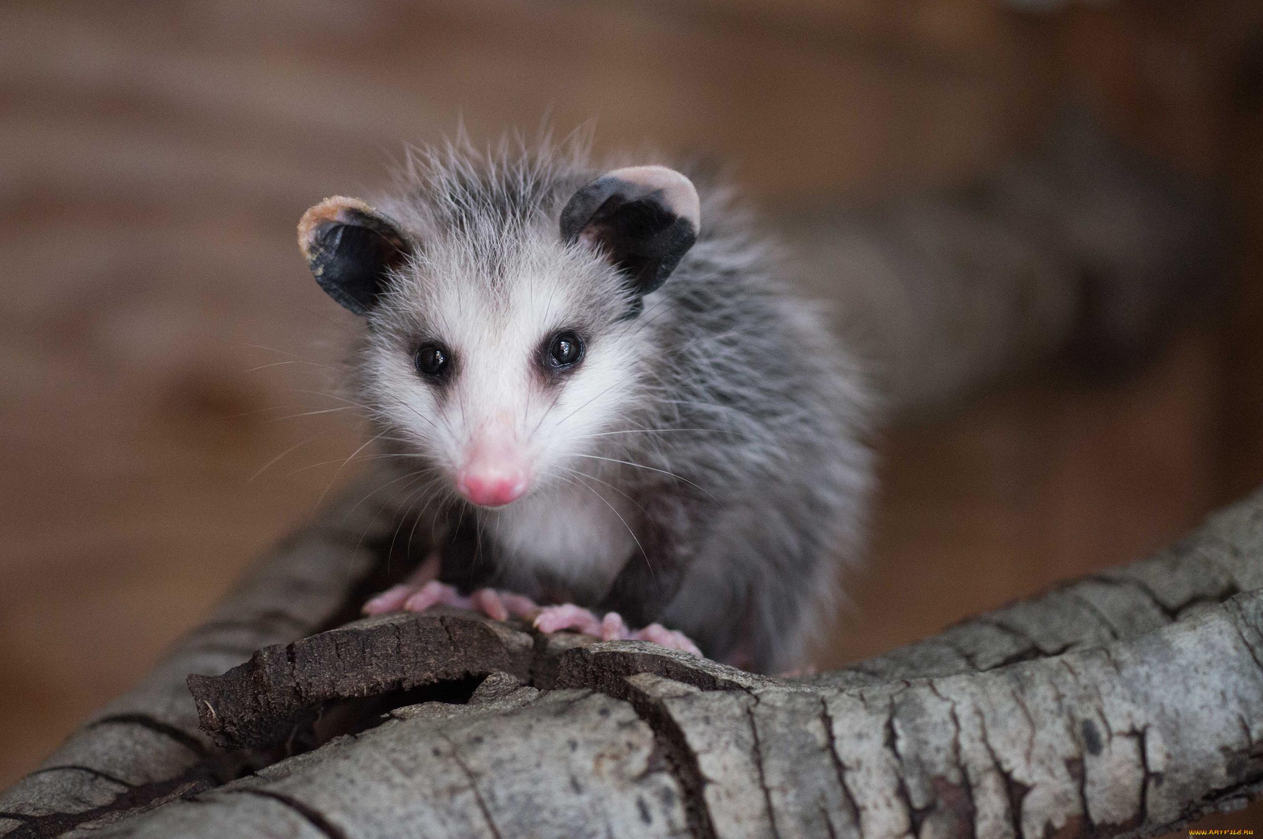 opossum, животные, опоссумы, опоссум, опоссумовые, зверёк, мех, хвостик, мордочка, млекопитающие