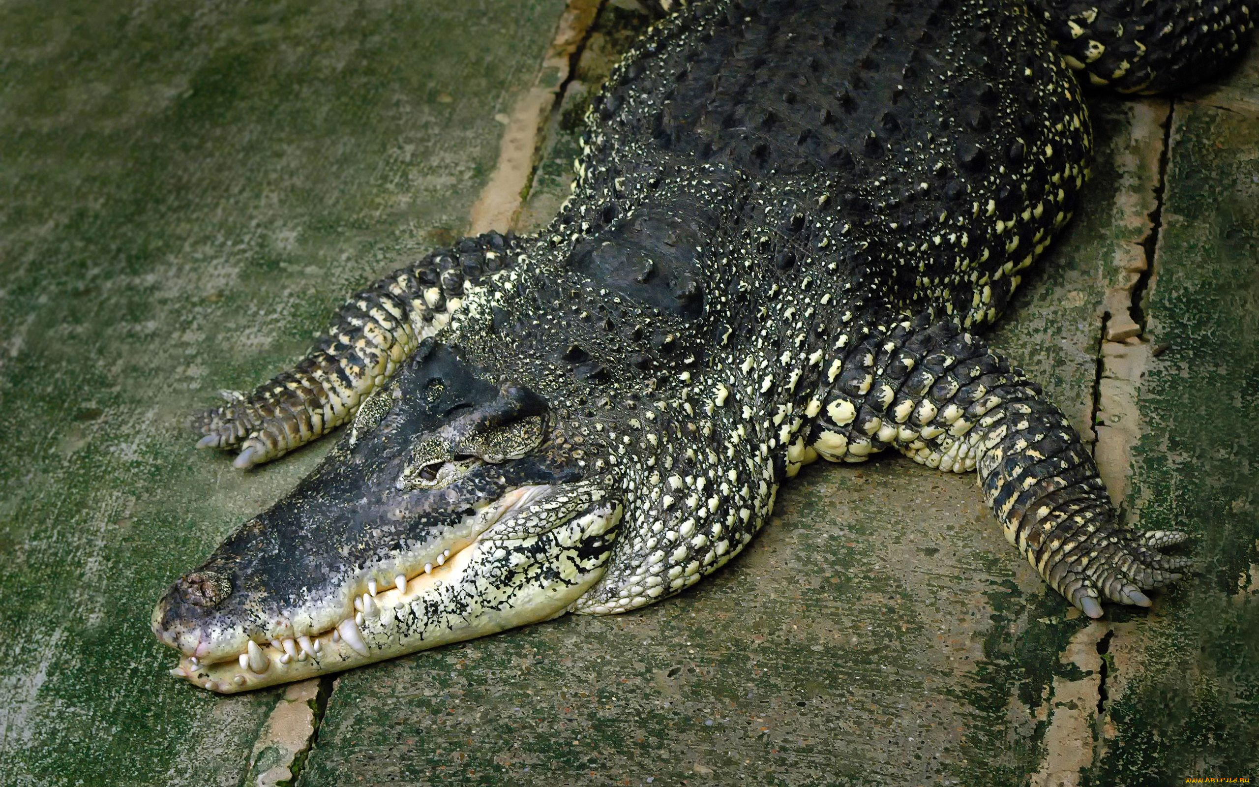 Крокодил загрузить
