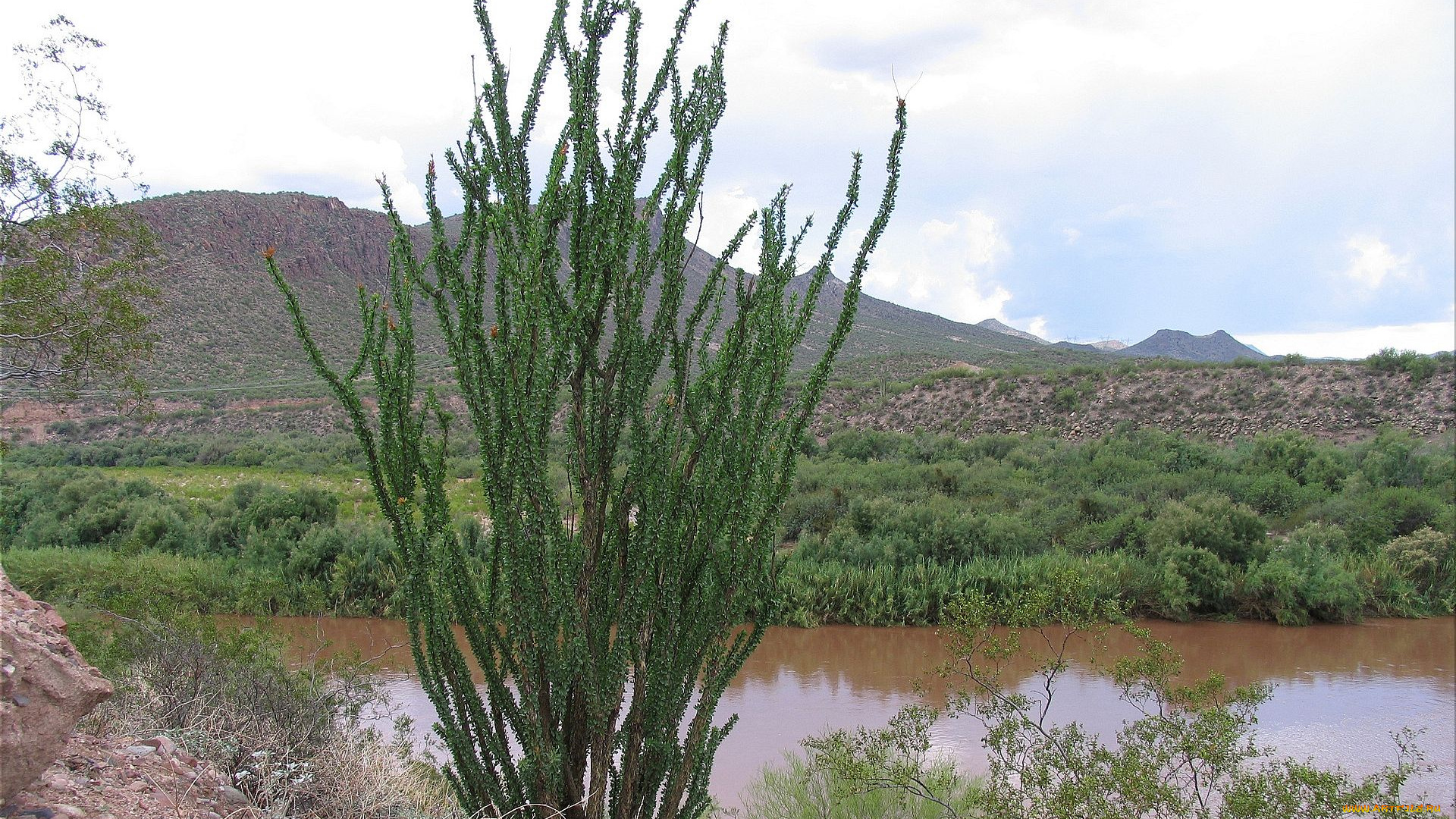 ocotilla, cactus, arizona, природа, реки, озера