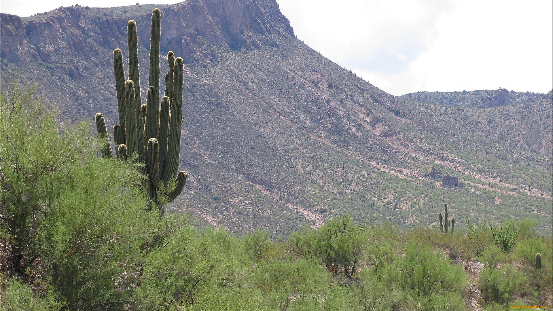 saguaro, cactus, arizona, природа, горы