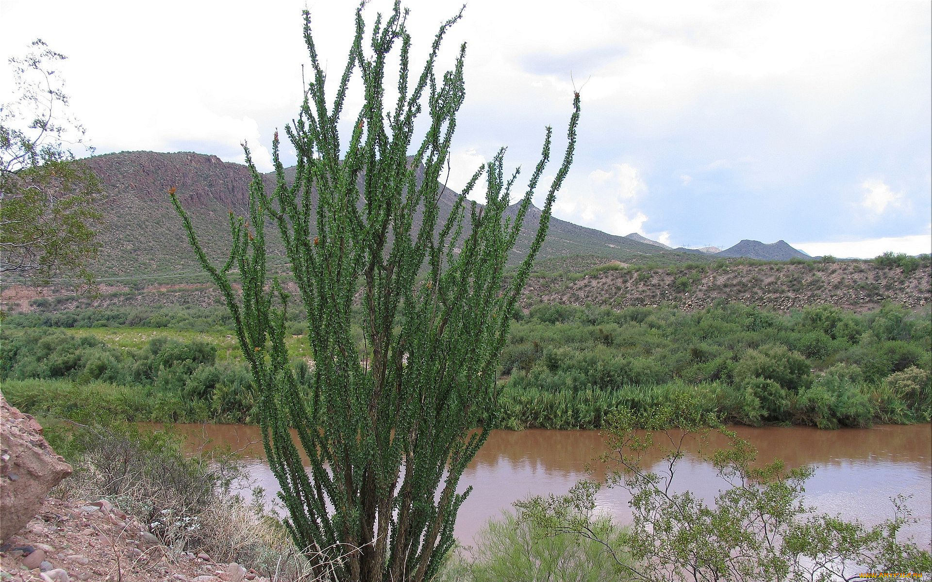 ocotilla, cactus, arizona, природа, реки, озера