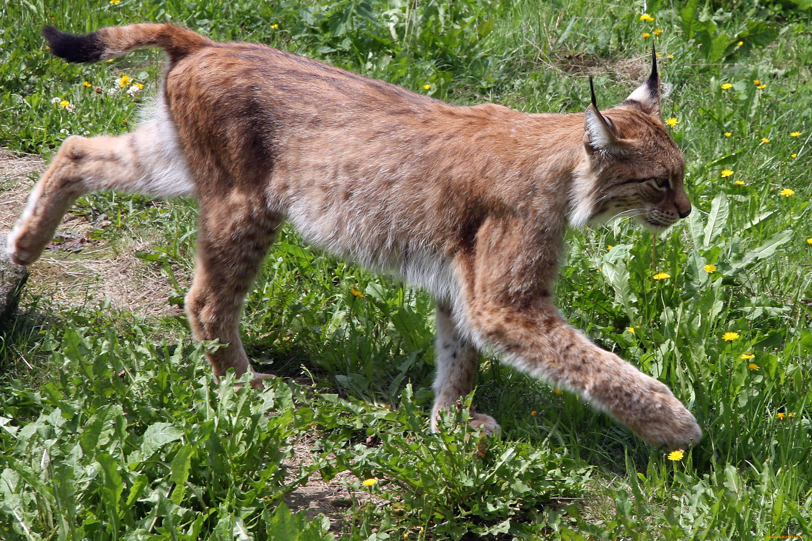 рысь на траве зверь lynx on the grass beast загрузить
