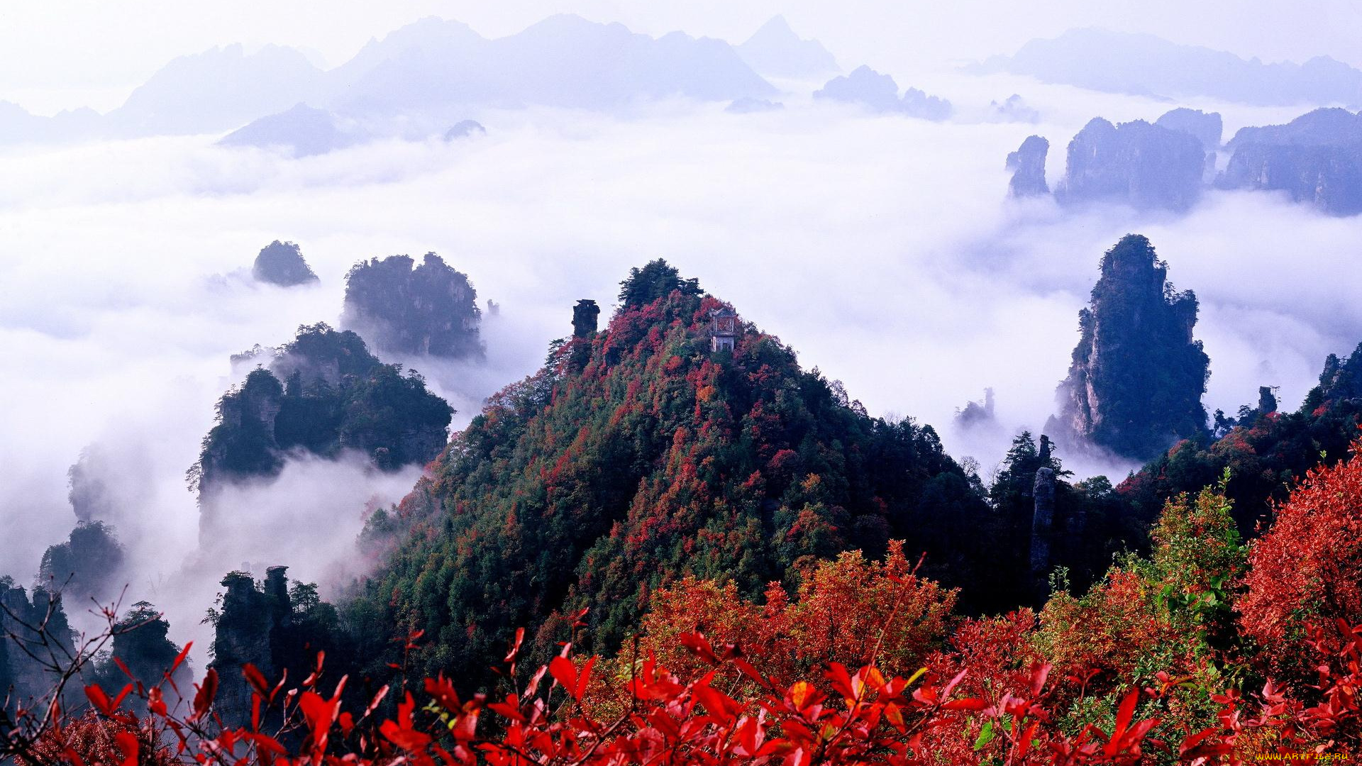 природа, горы, туман, леса, красные, листья