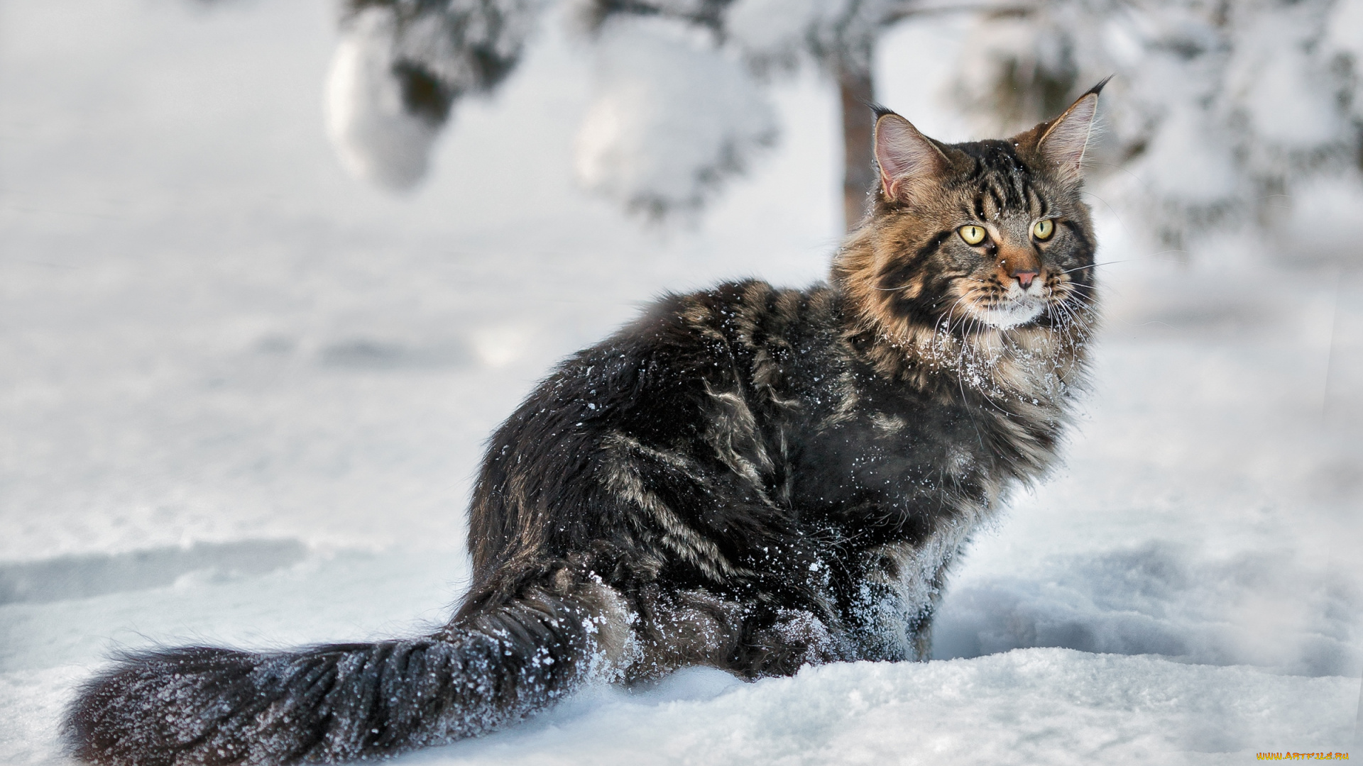 животные, коты, снег, мейн-кун