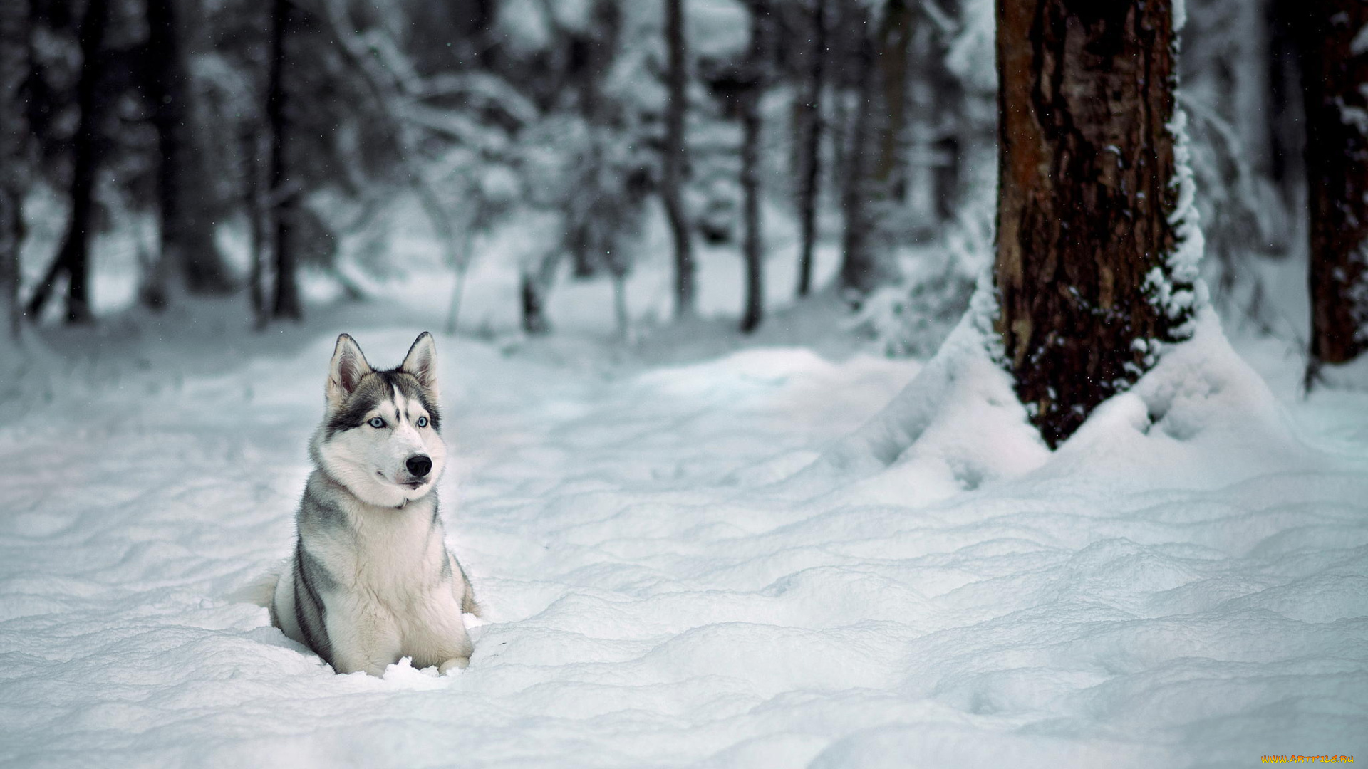 животные, собаки, зима, лайка, хаски, лес, снег, деревья