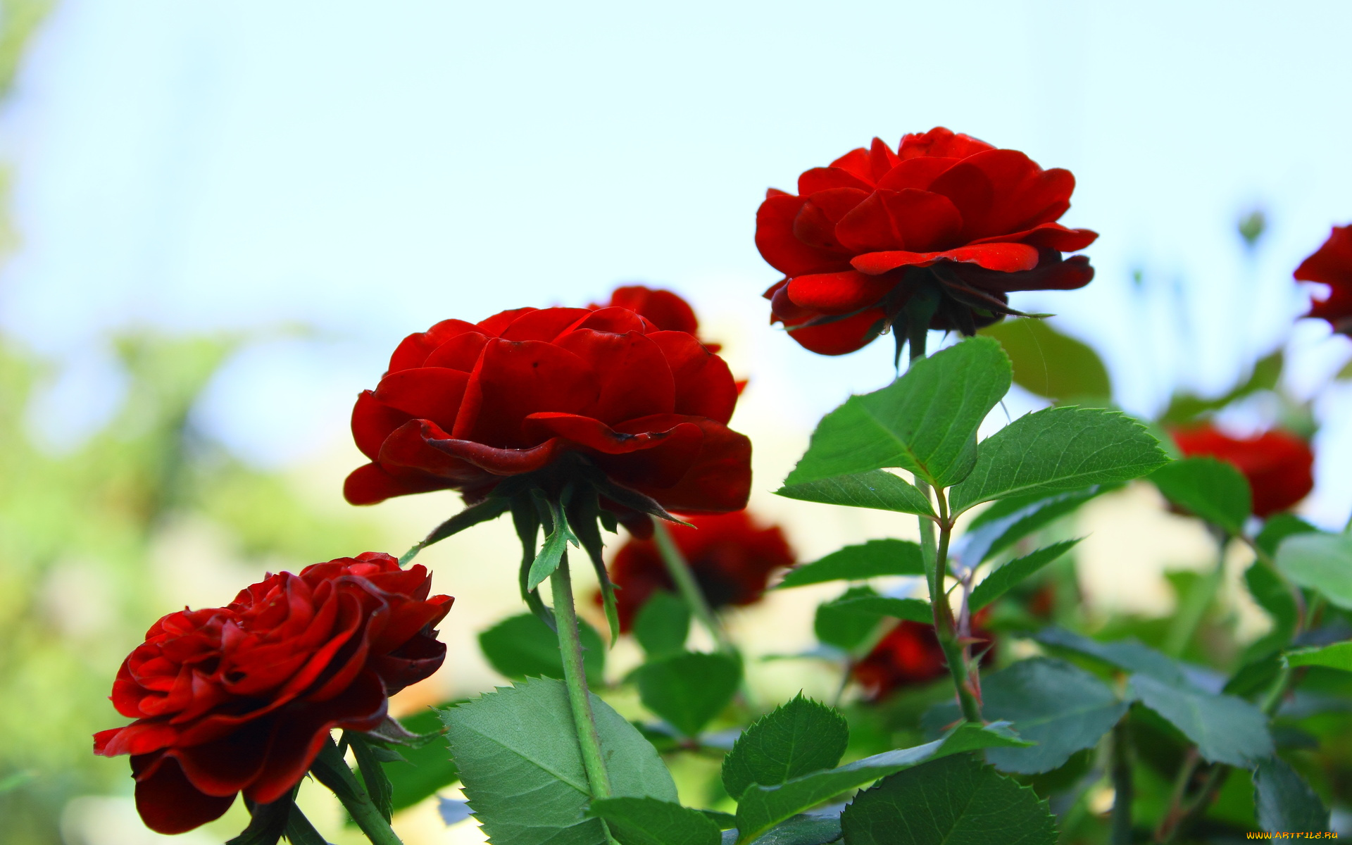 цветы, розы, тёмные, красные, три