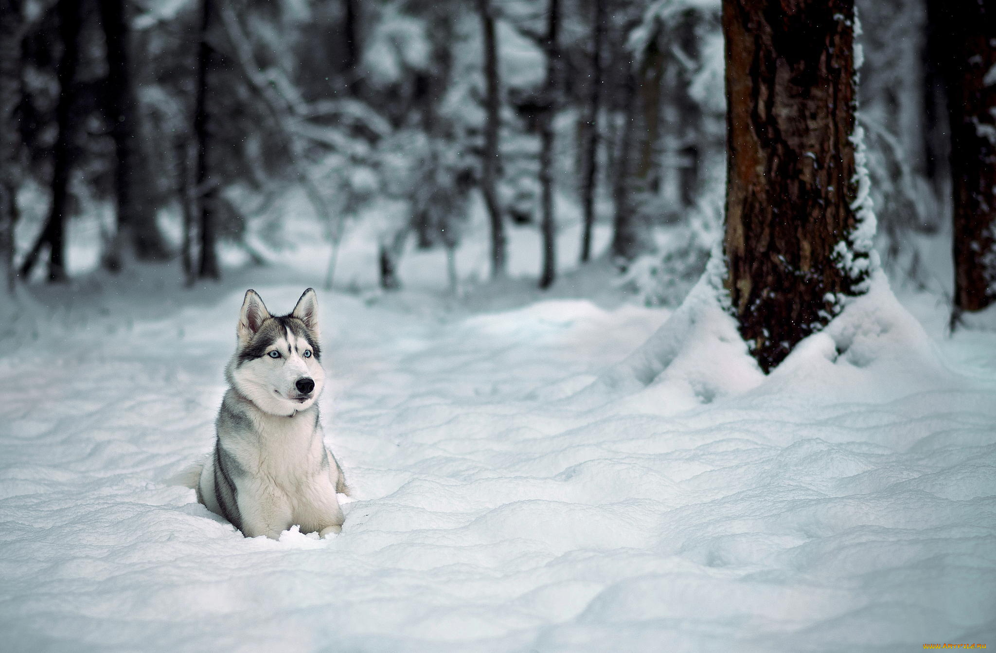 животные, собаки, зима, лайка, хаски, лес, снег, деревья