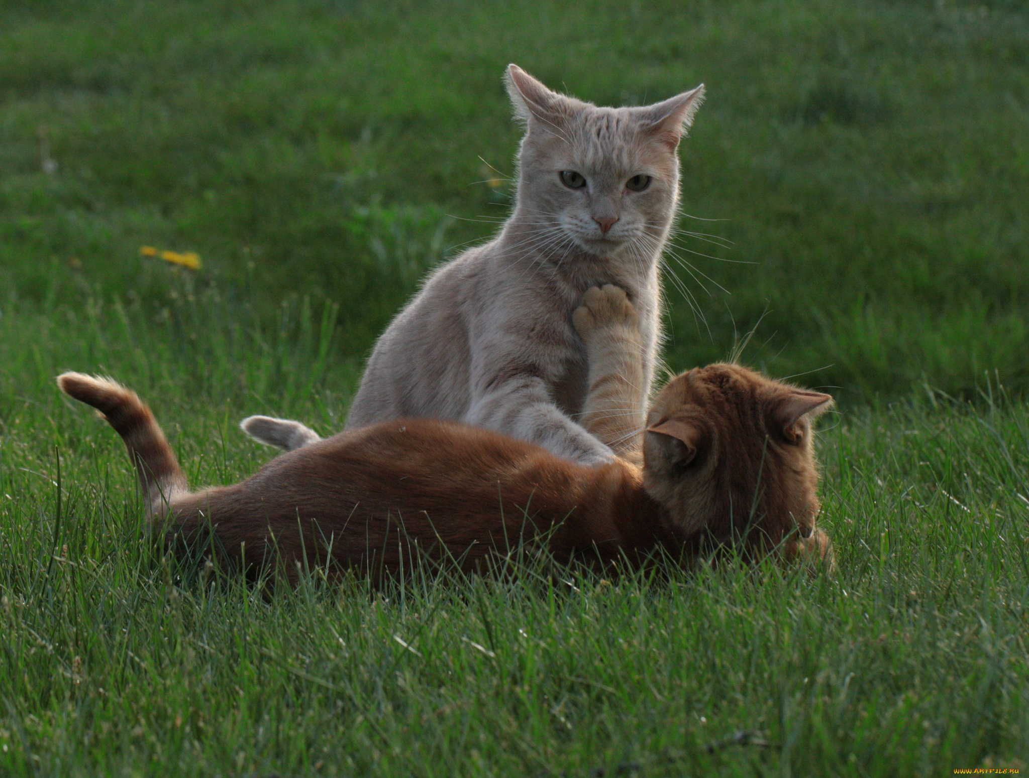 Жили были две кошки. Рыжий и серый кот. Рыже серая кошка. Кошка с котятами в лесу. Рыжий кот и серая кошка.