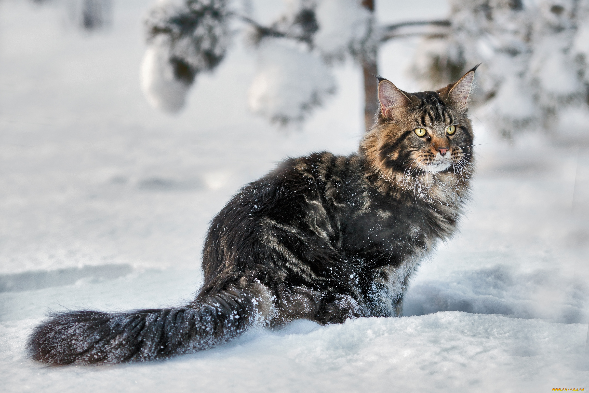 животные, коты, снег, мейн-кун