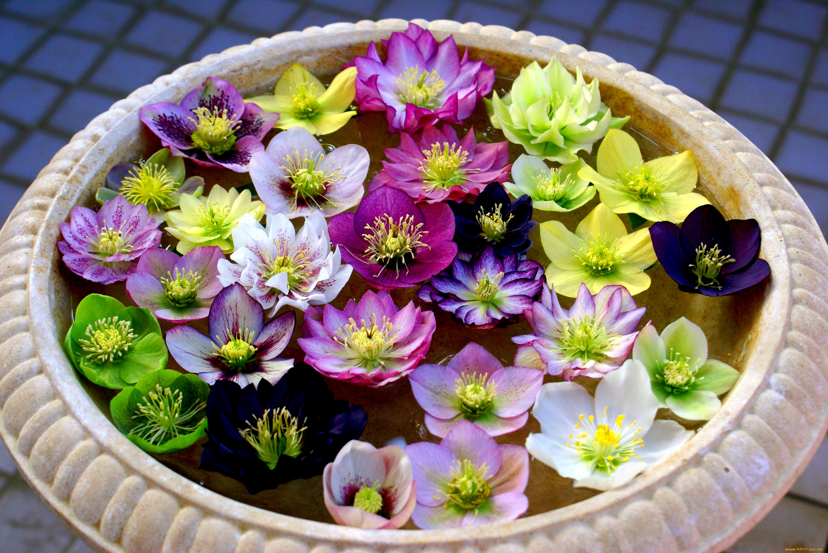цветы, геллеборус, , морозник, лепестки, вода, ваза