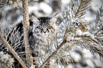 Картинка животные коты ель снег мейн-кун